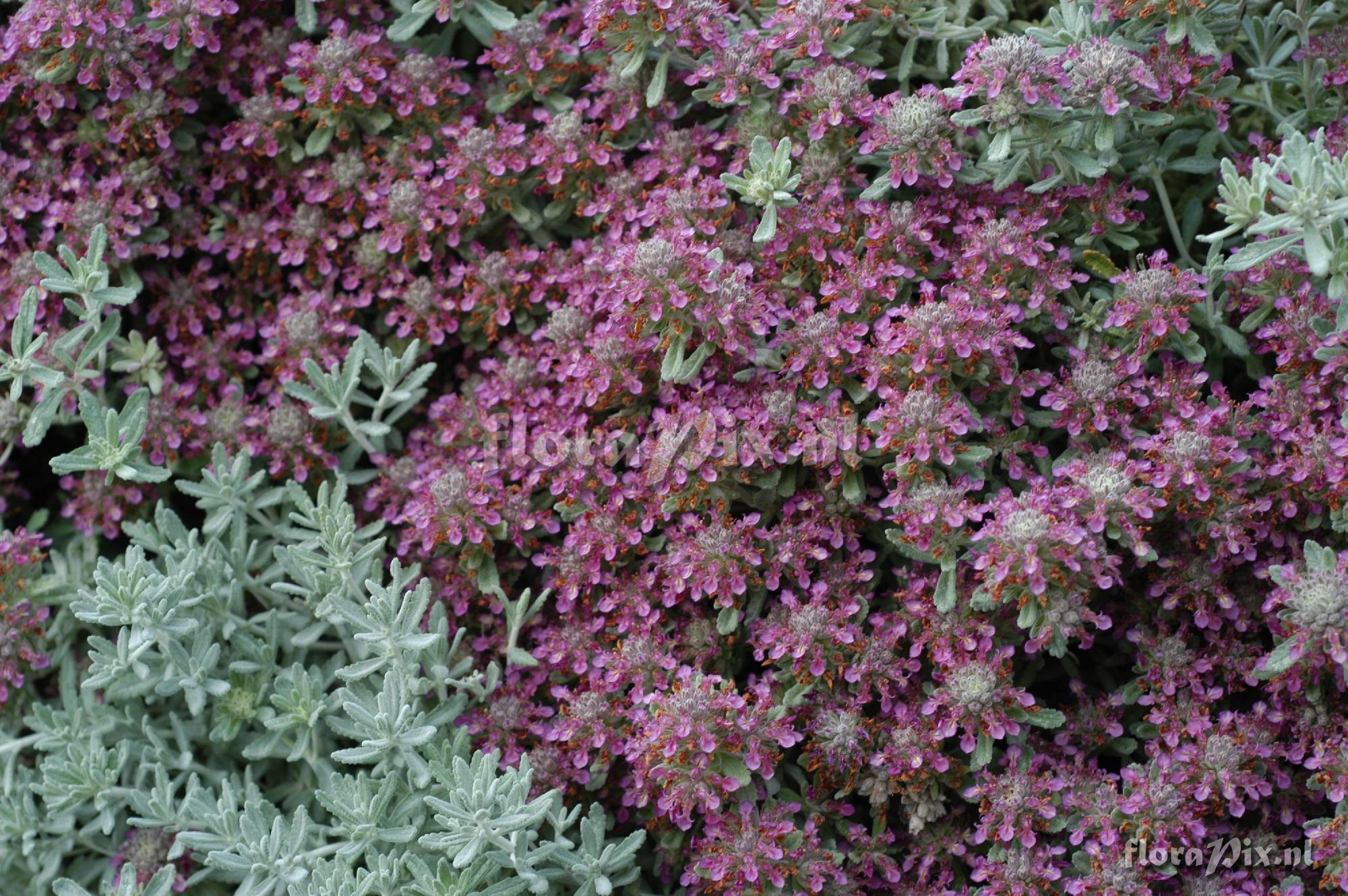 Teucrium cossonii 