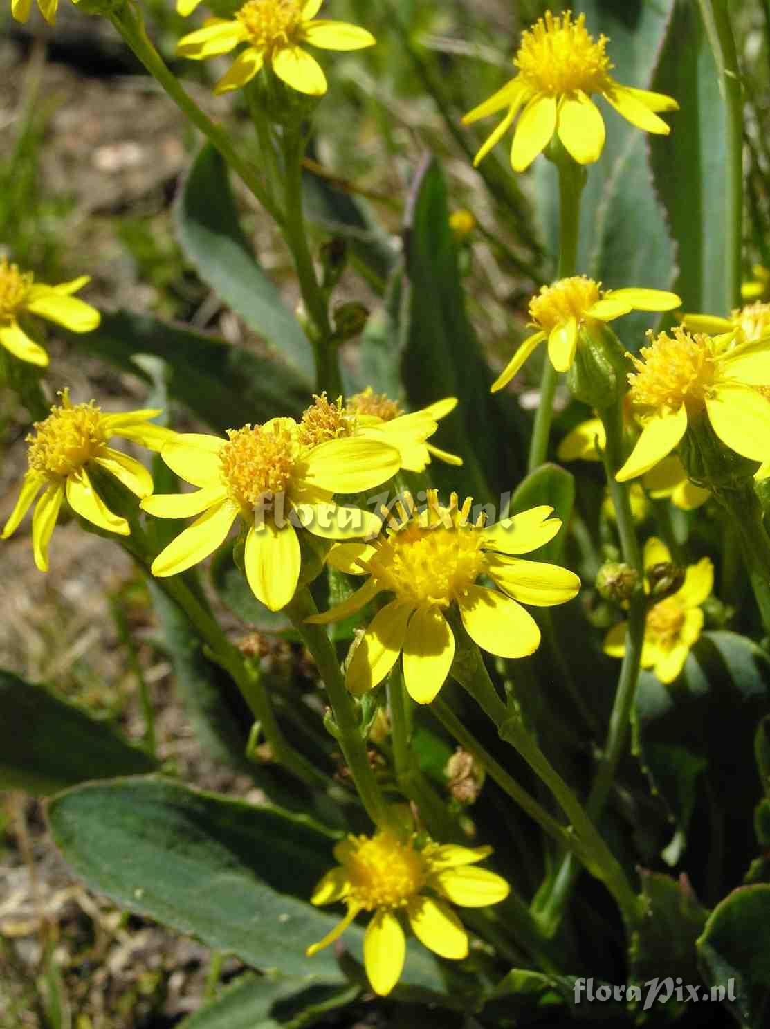 Senecio wootonii