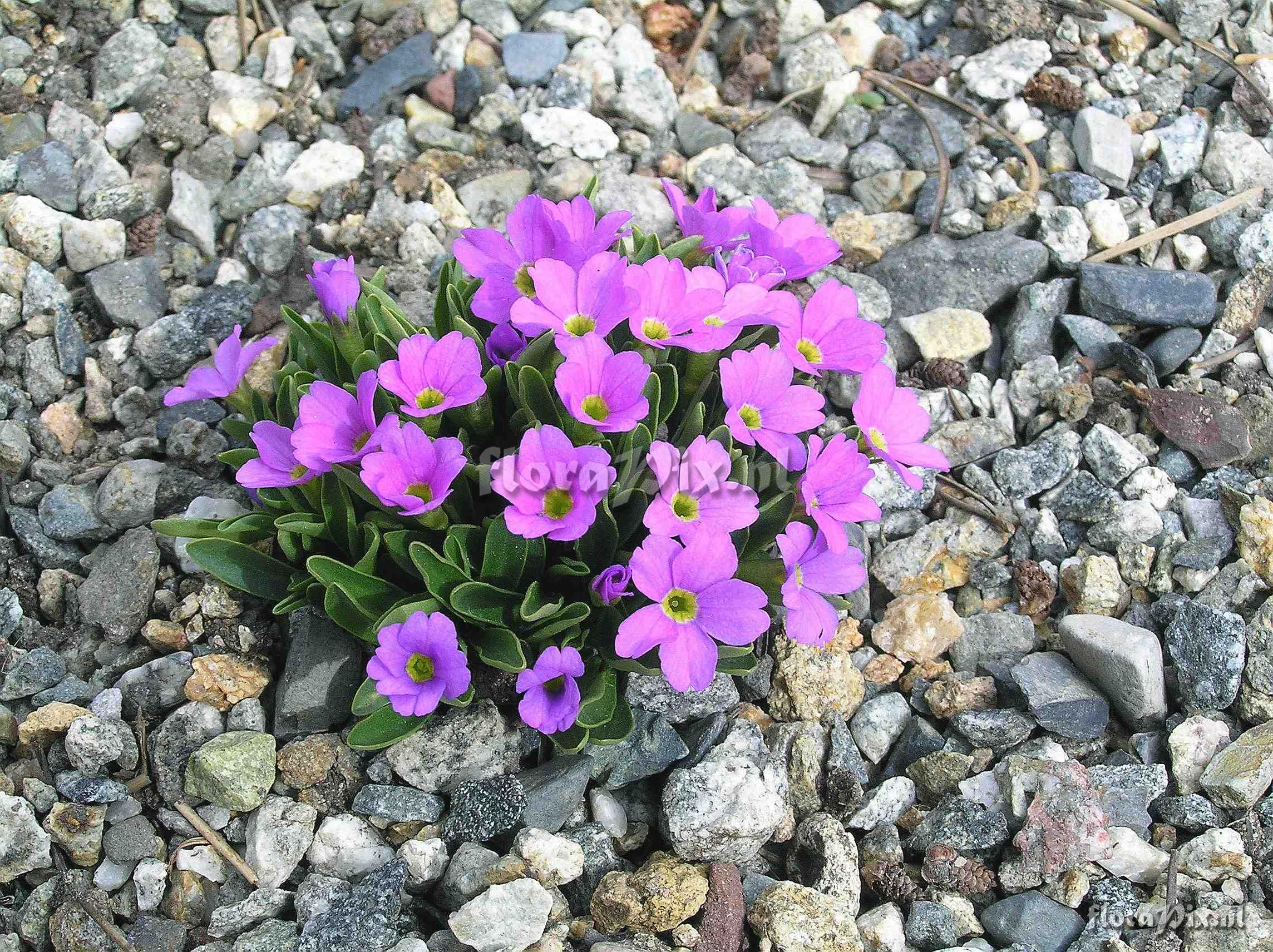 Primula angustifolia