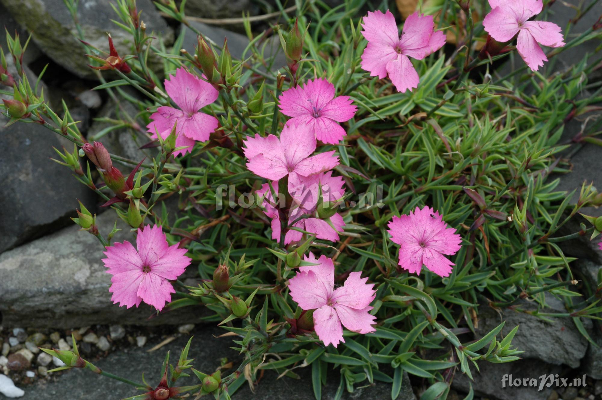 Dianthus pavonius