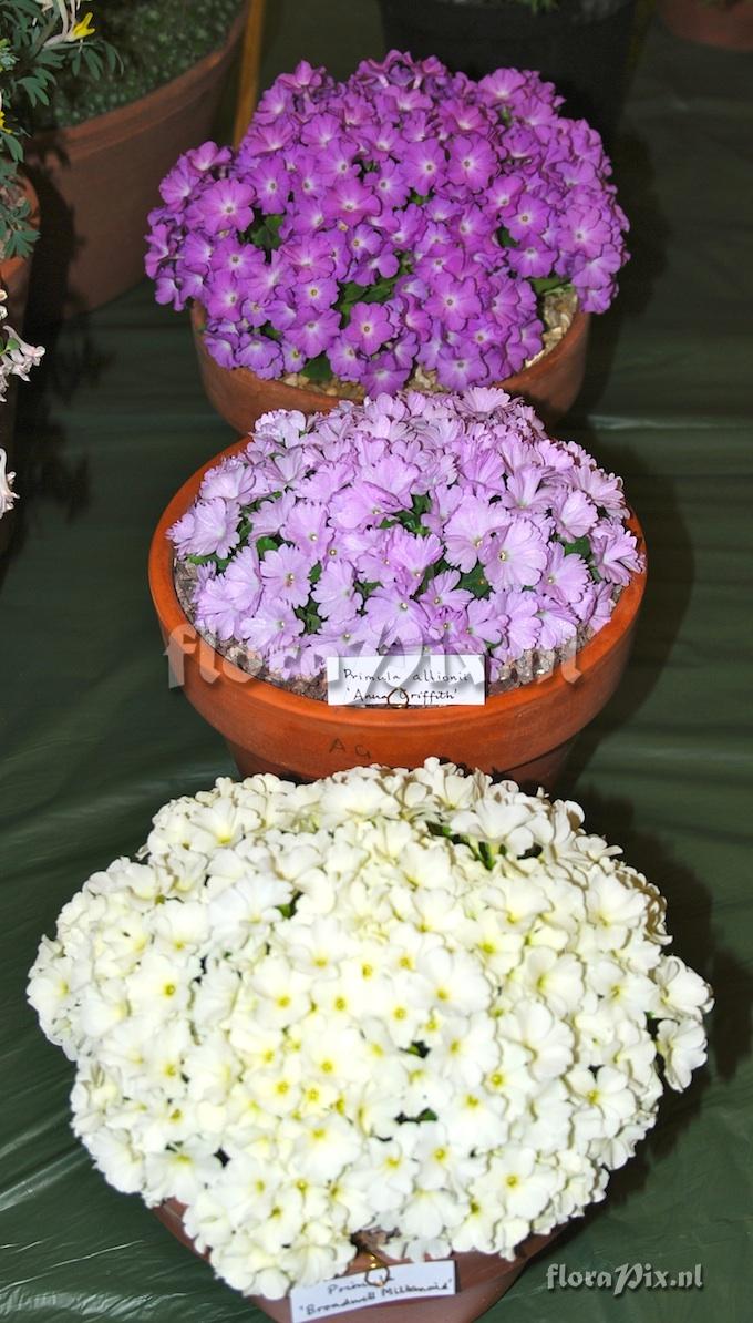 2-shows Three pans primulas