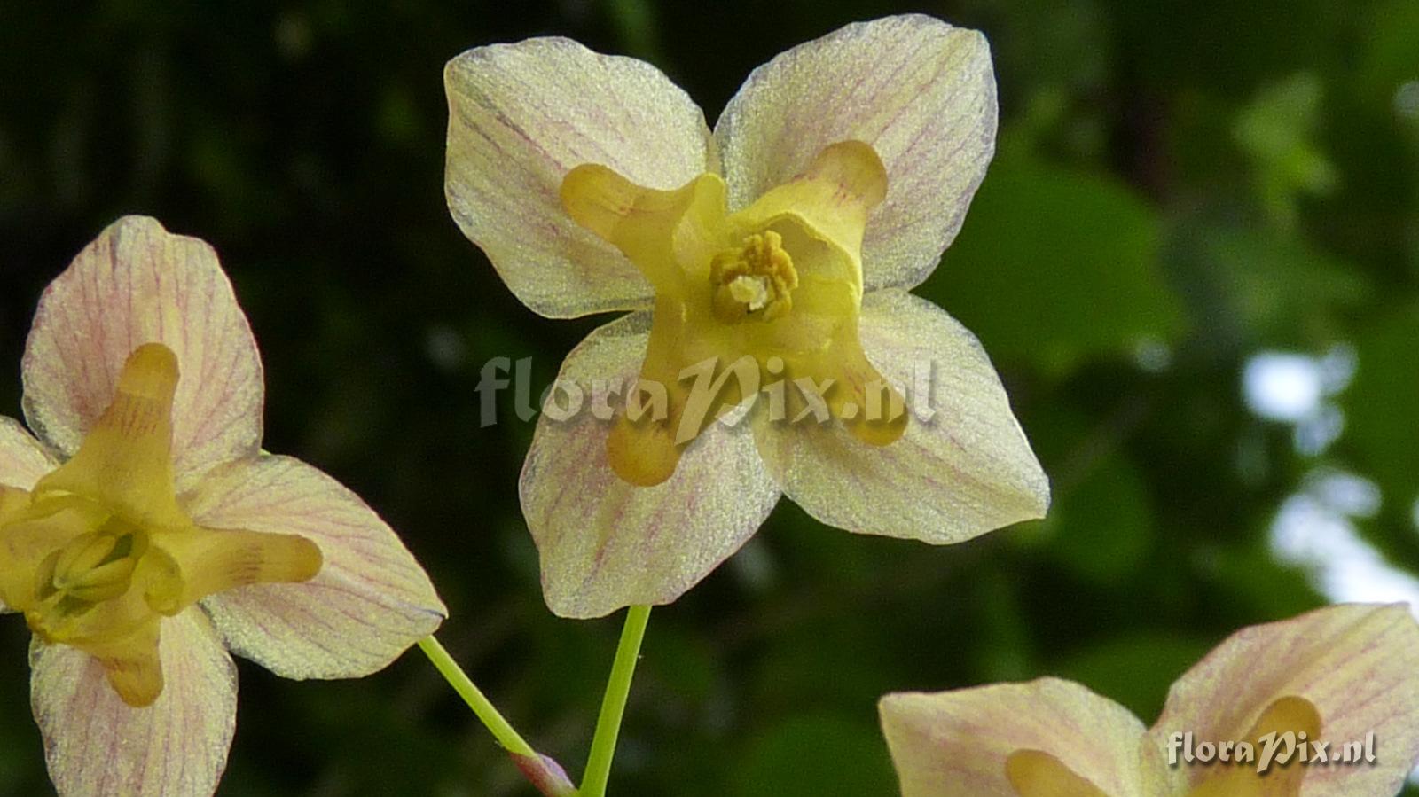 Epimedium black sea