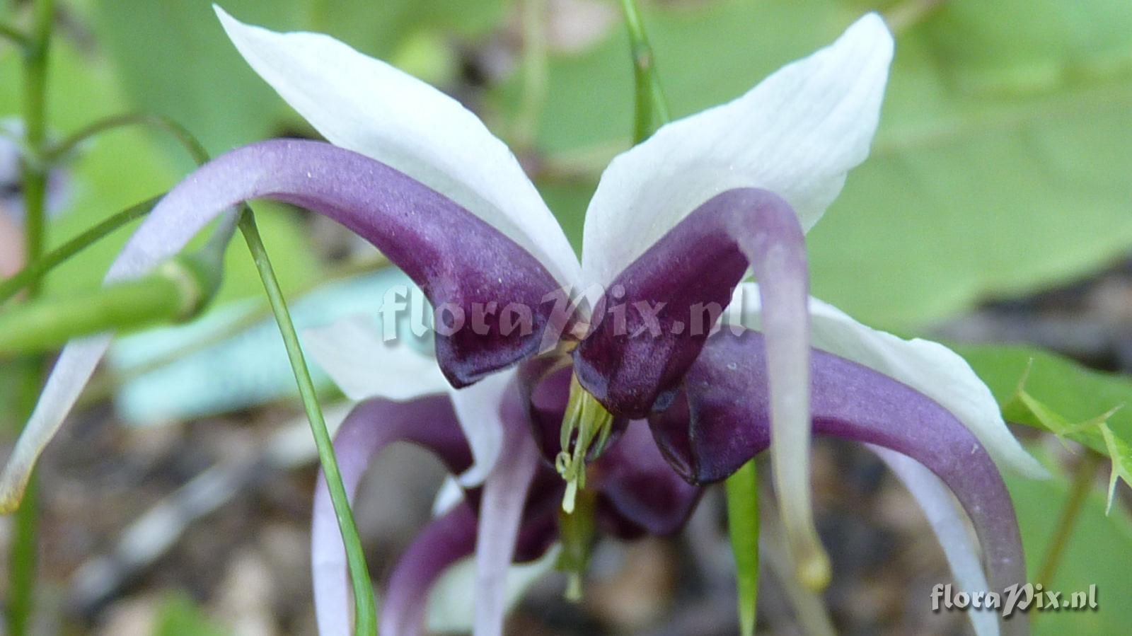 Epimedium x omeiense 