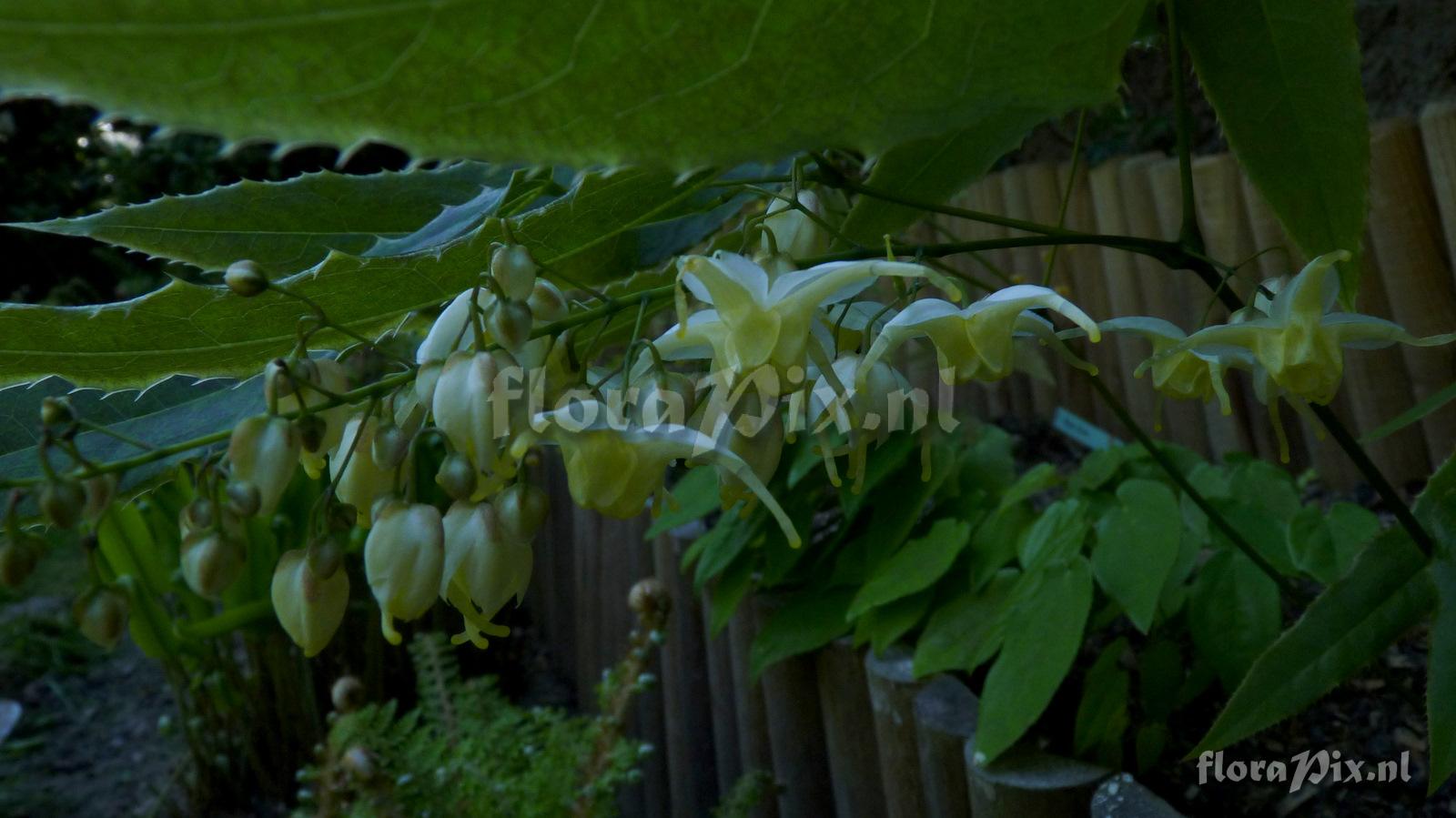 Epimedium wushanense nova CC014193