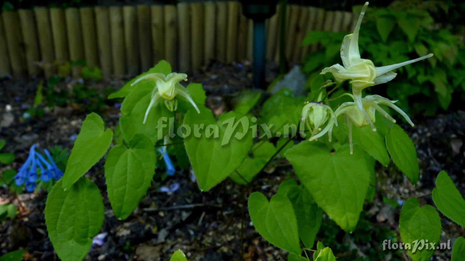 Epimedium grandiflorum 