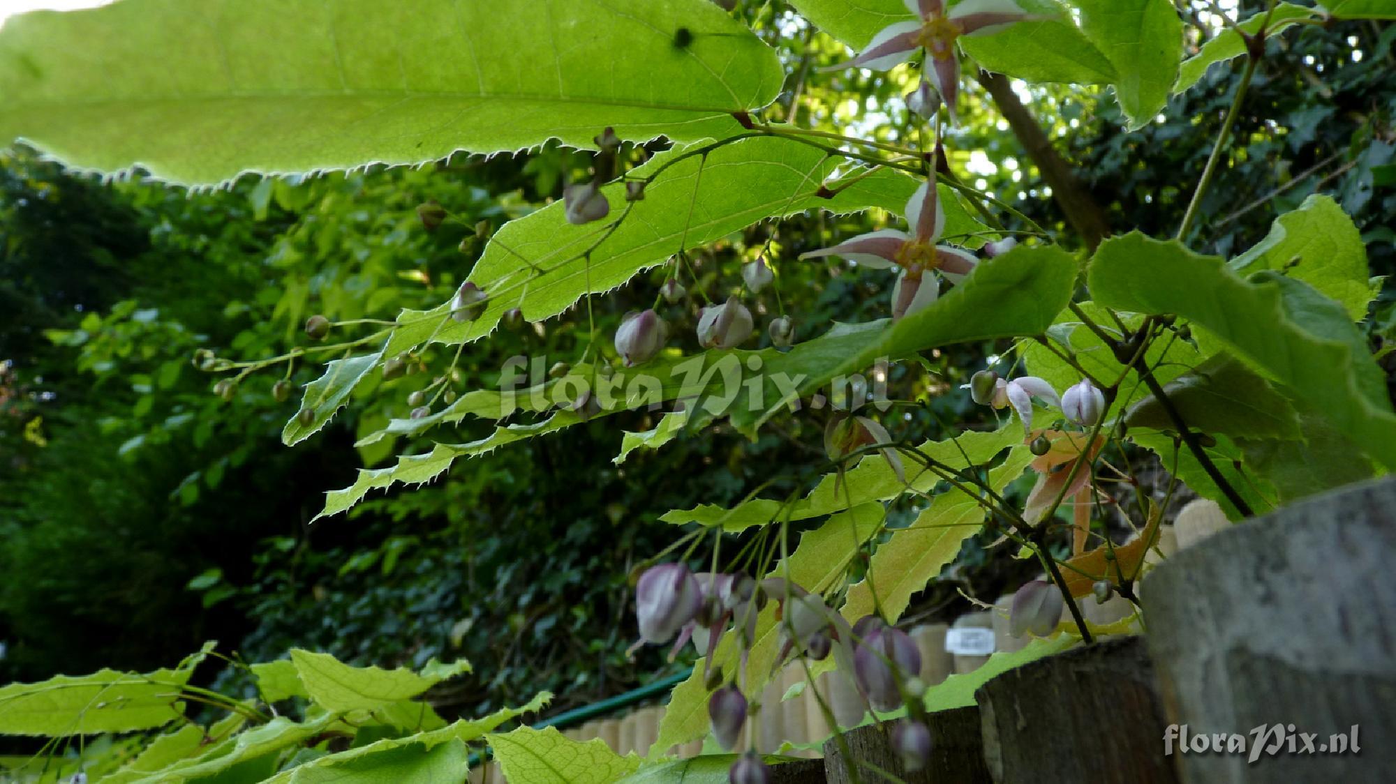 Epimedium grandiflorum mikinori