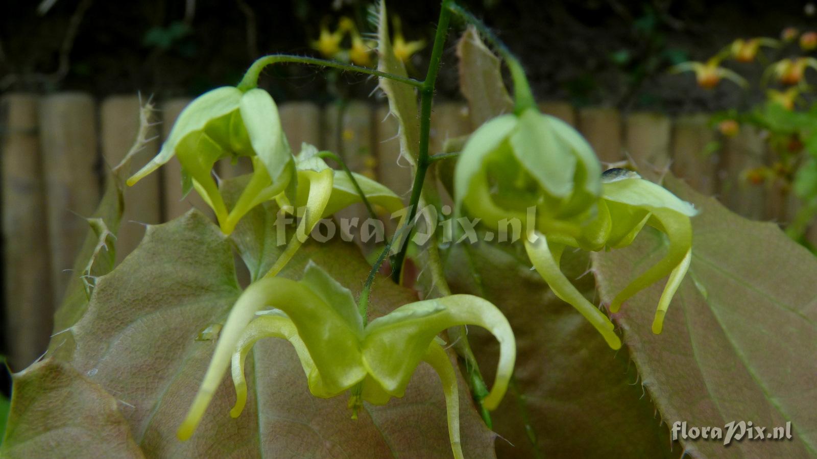 Epimedium franchetti 