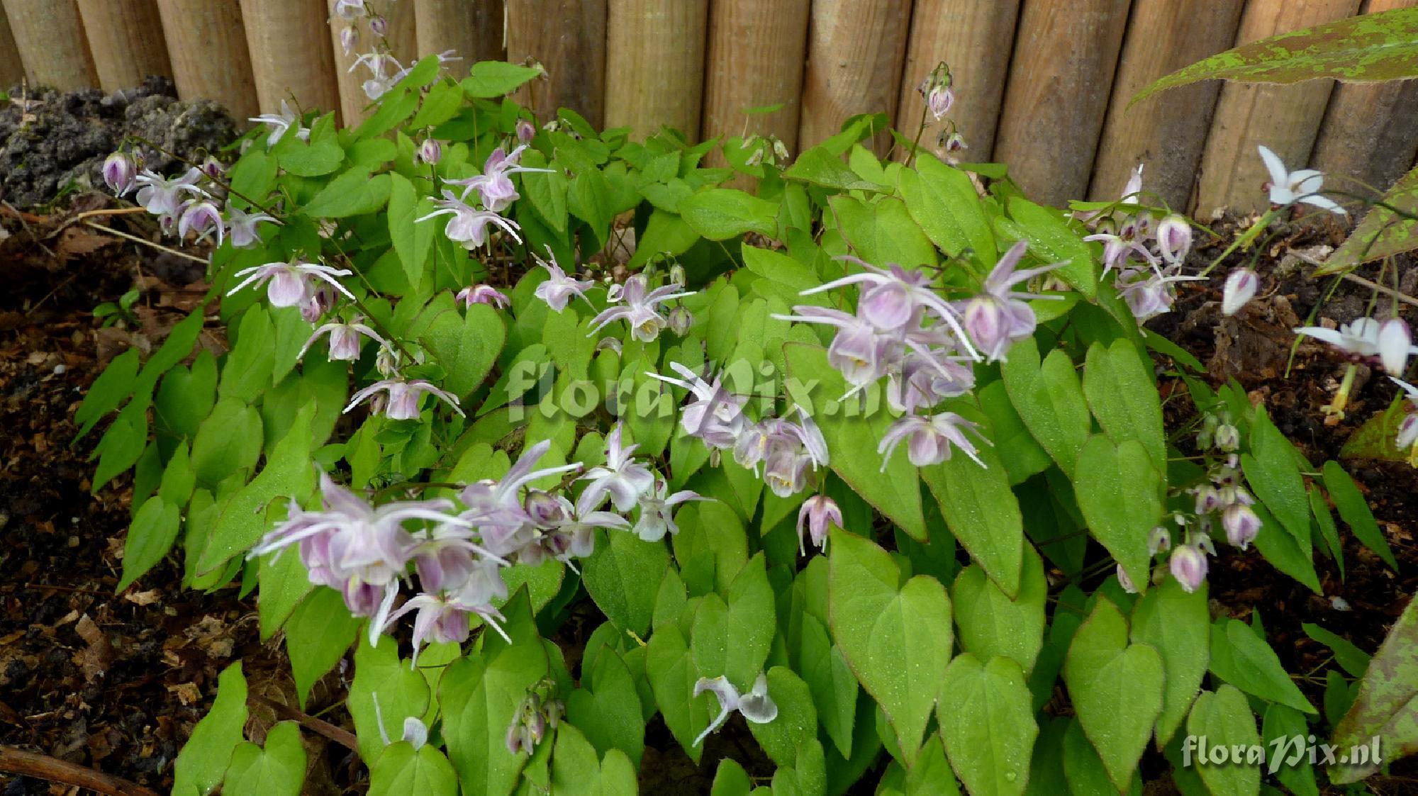 Epimedium akebono CC980004