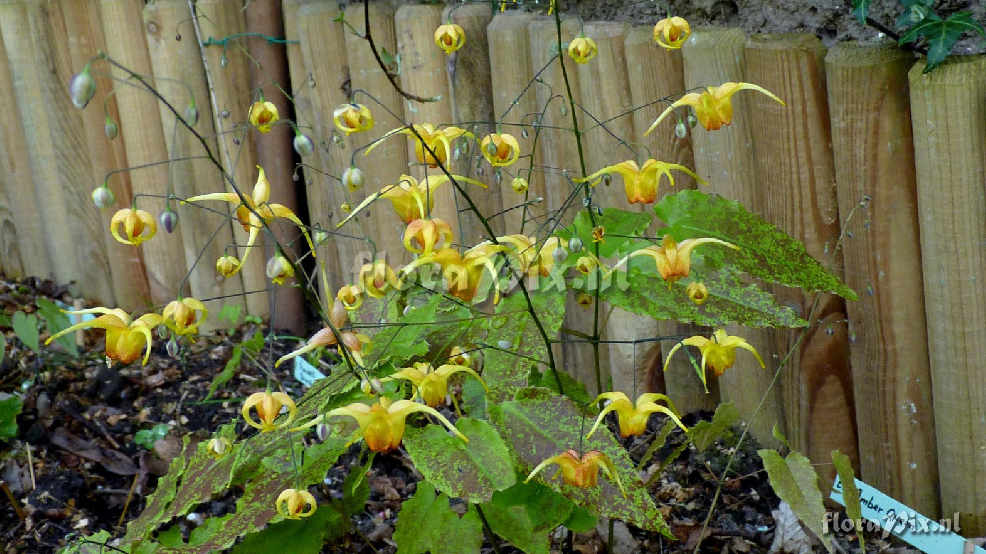 Epimedium amber queen