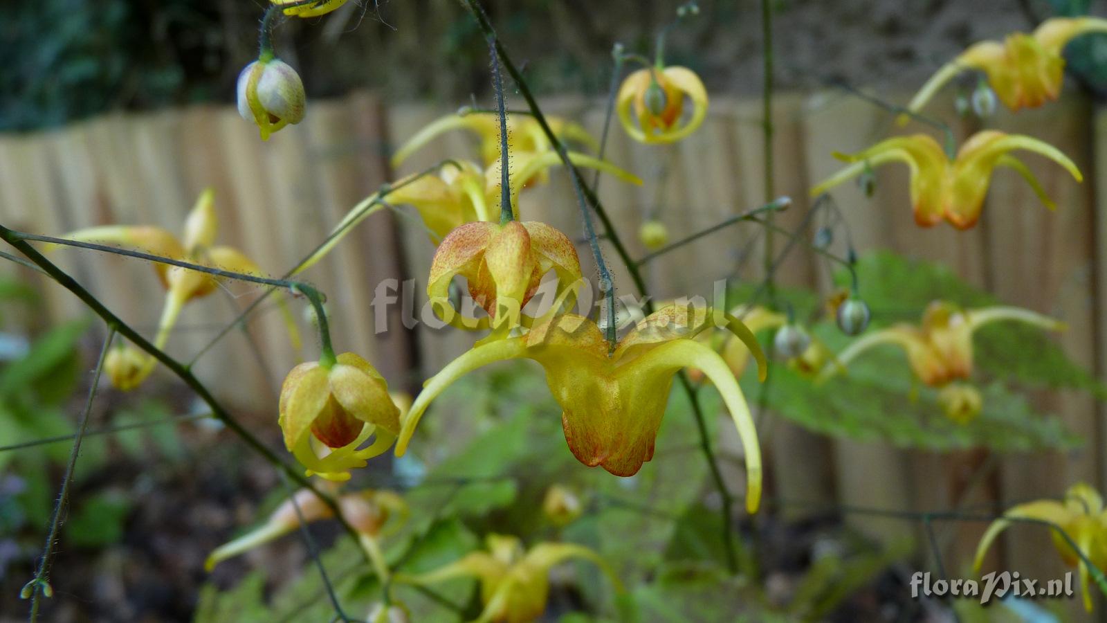 Epimedium amber queen
