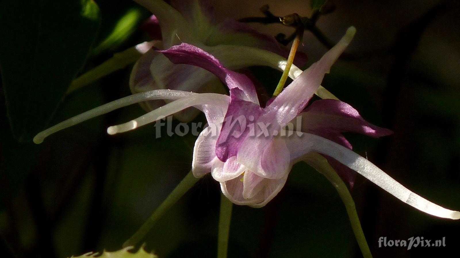 Epimedium grandflorum 