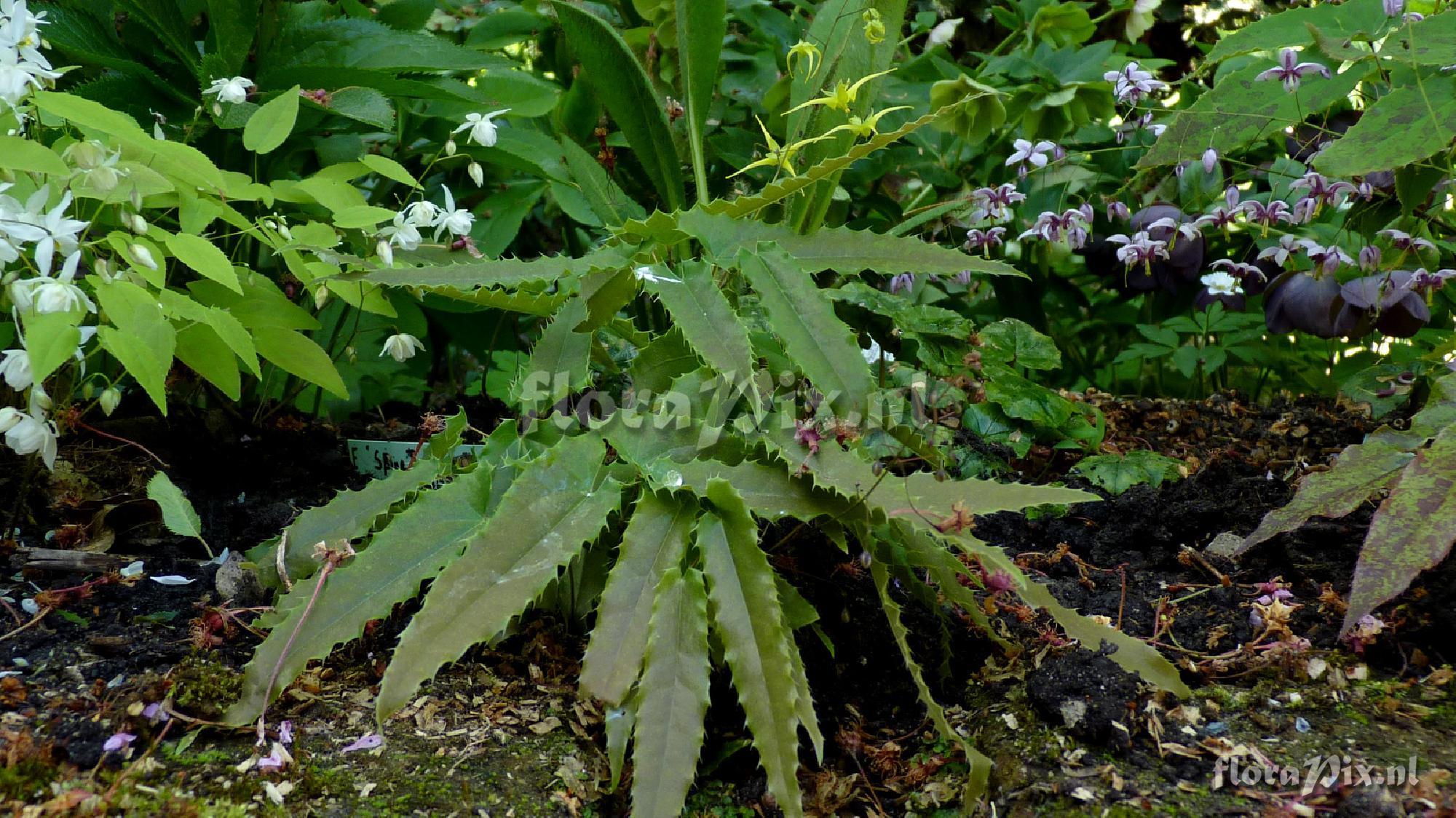 Epimedium spine tingler CC001764