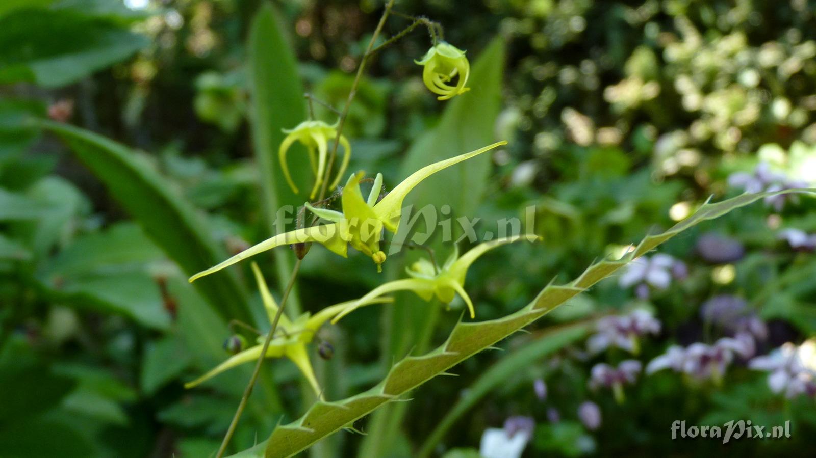 Epimedium spine tingler CC001764