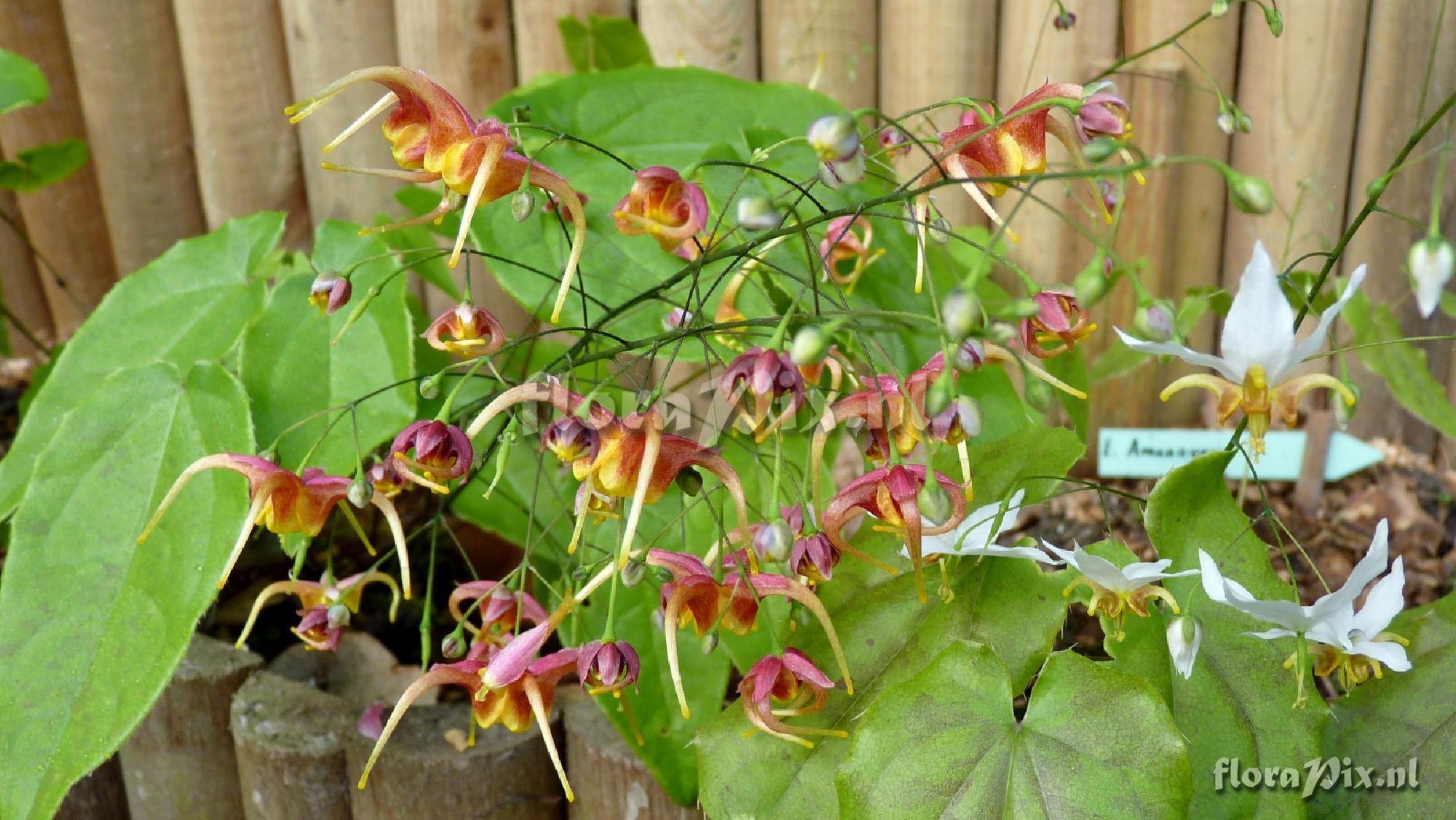 Epimedium x omeiense 