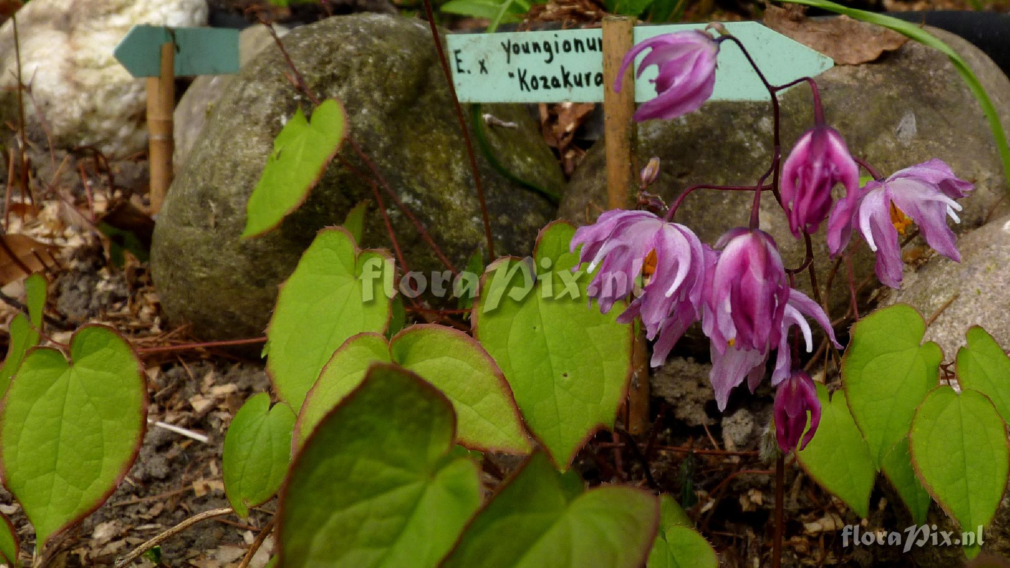 Epimedium x youngianum 