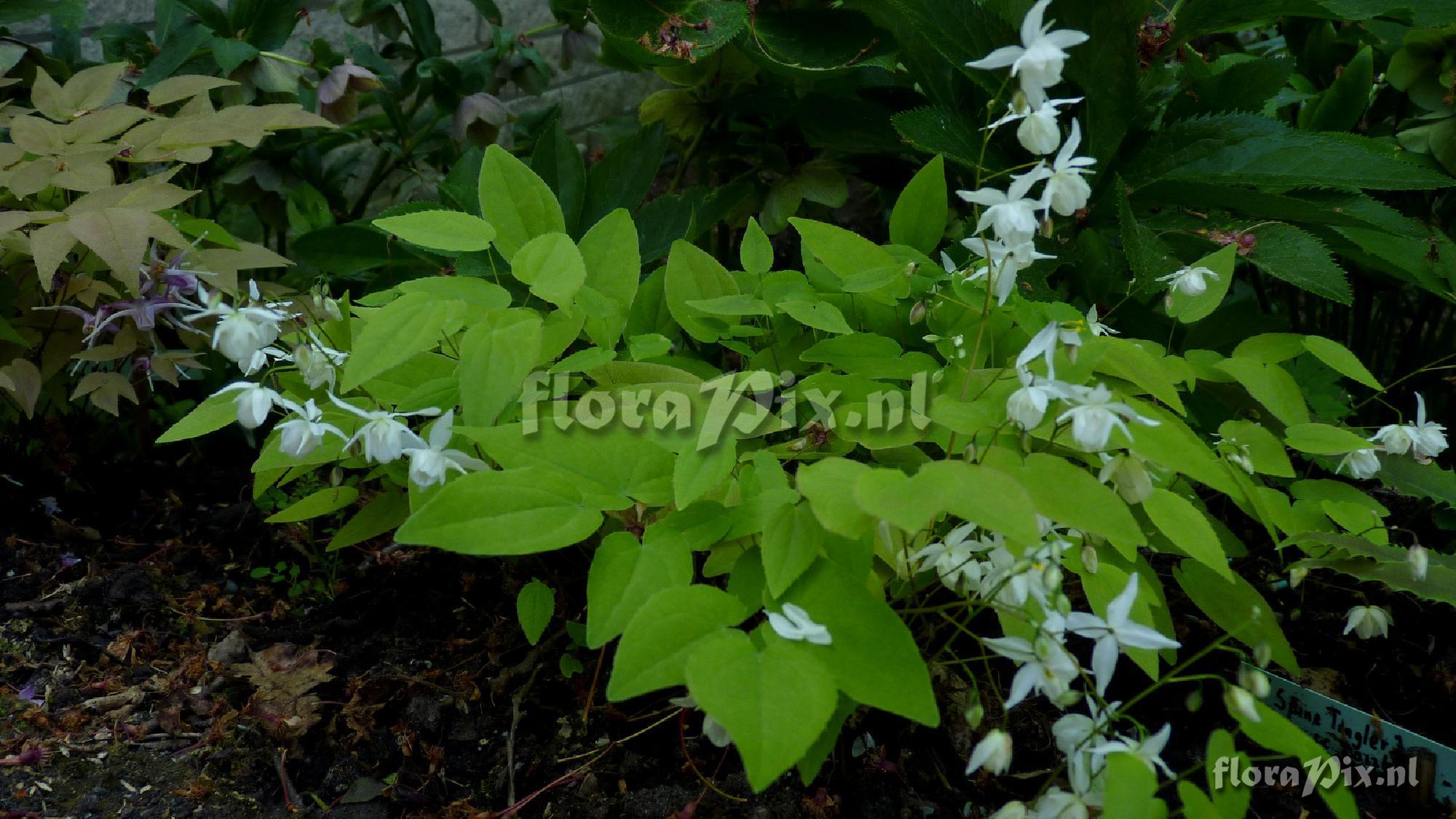 Epimedium x youngianum 