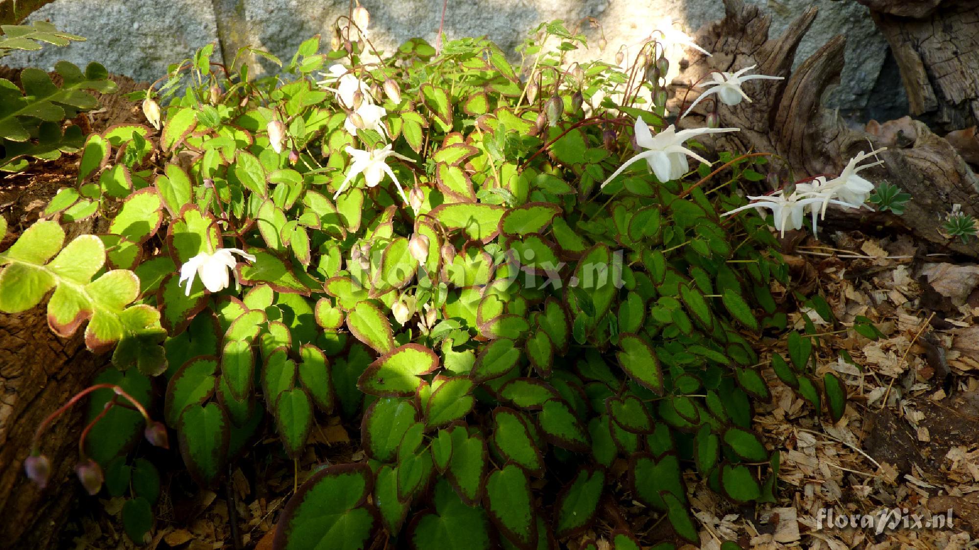 Epimedium grandiflorum 