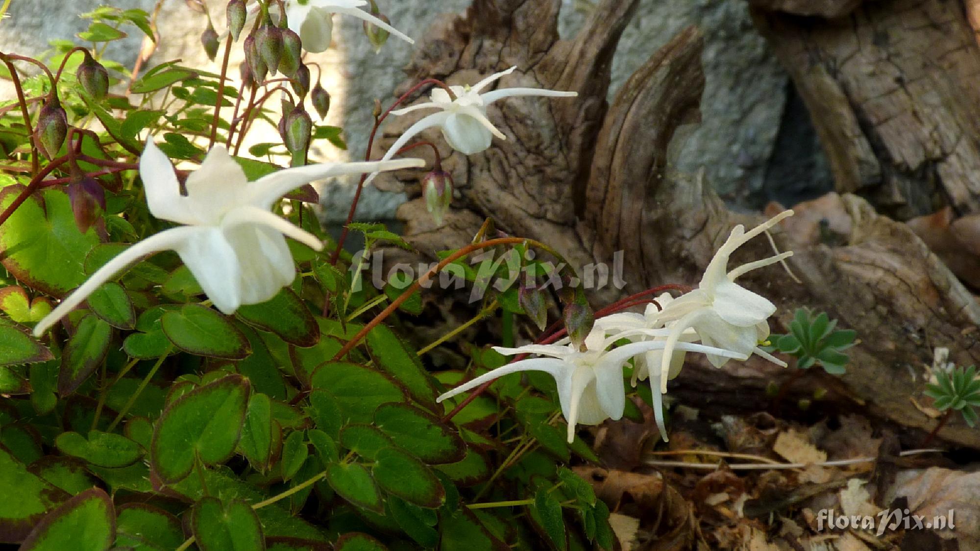 Epimedium grandiflorum 