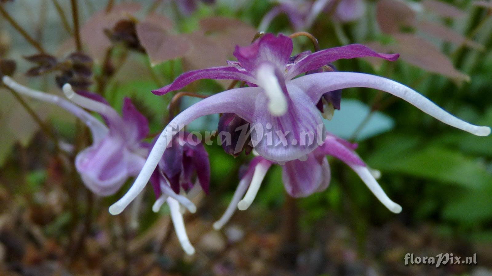 Epimedium grandiflorum 