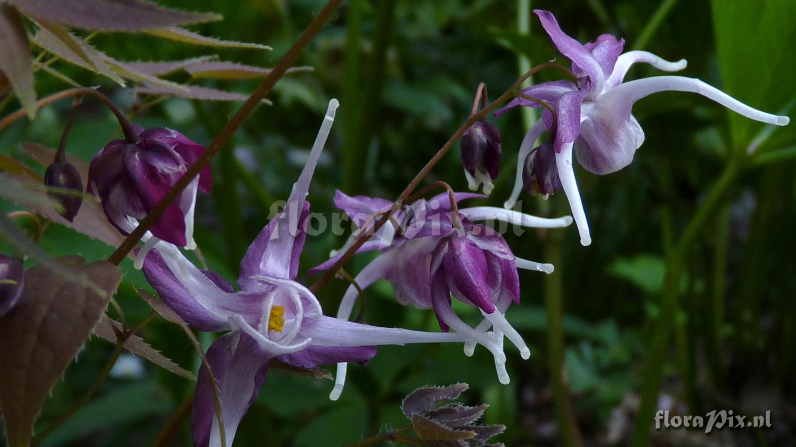 Epimedium grandiflorum 