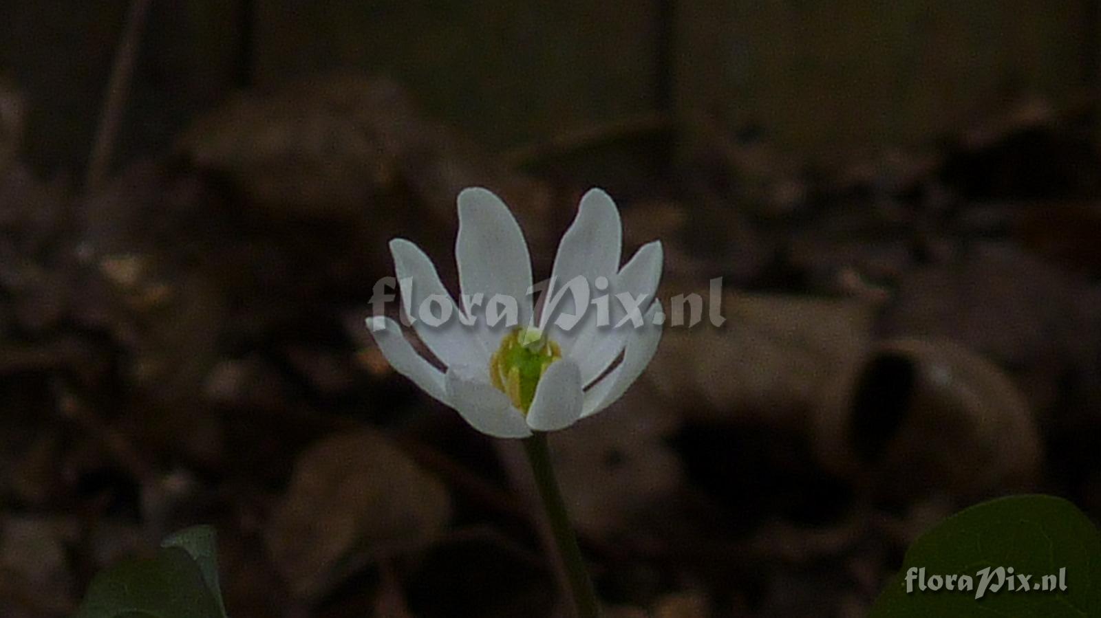 Jeffersonia dyphyllum