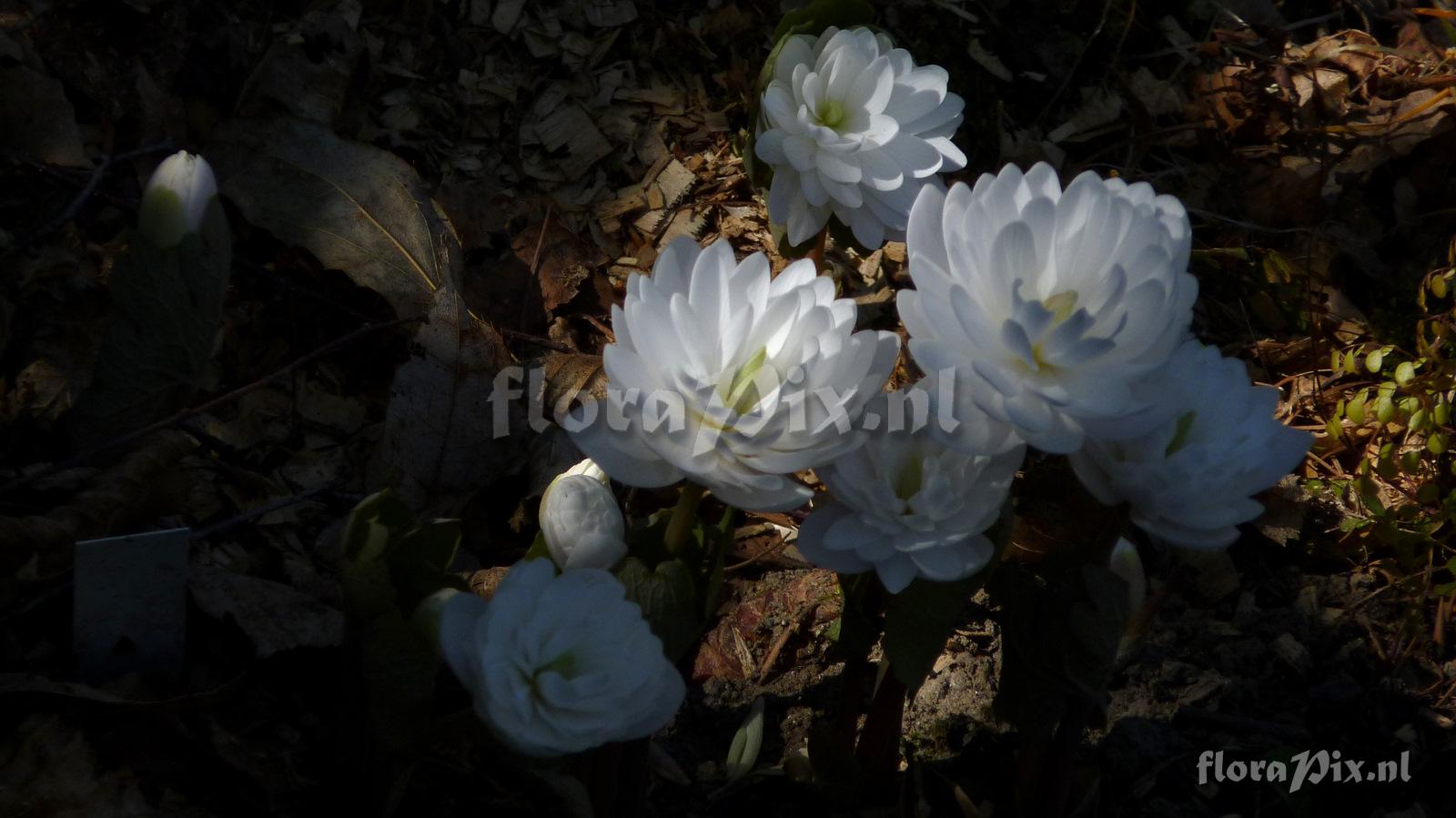 Sanguinaria canadensis 