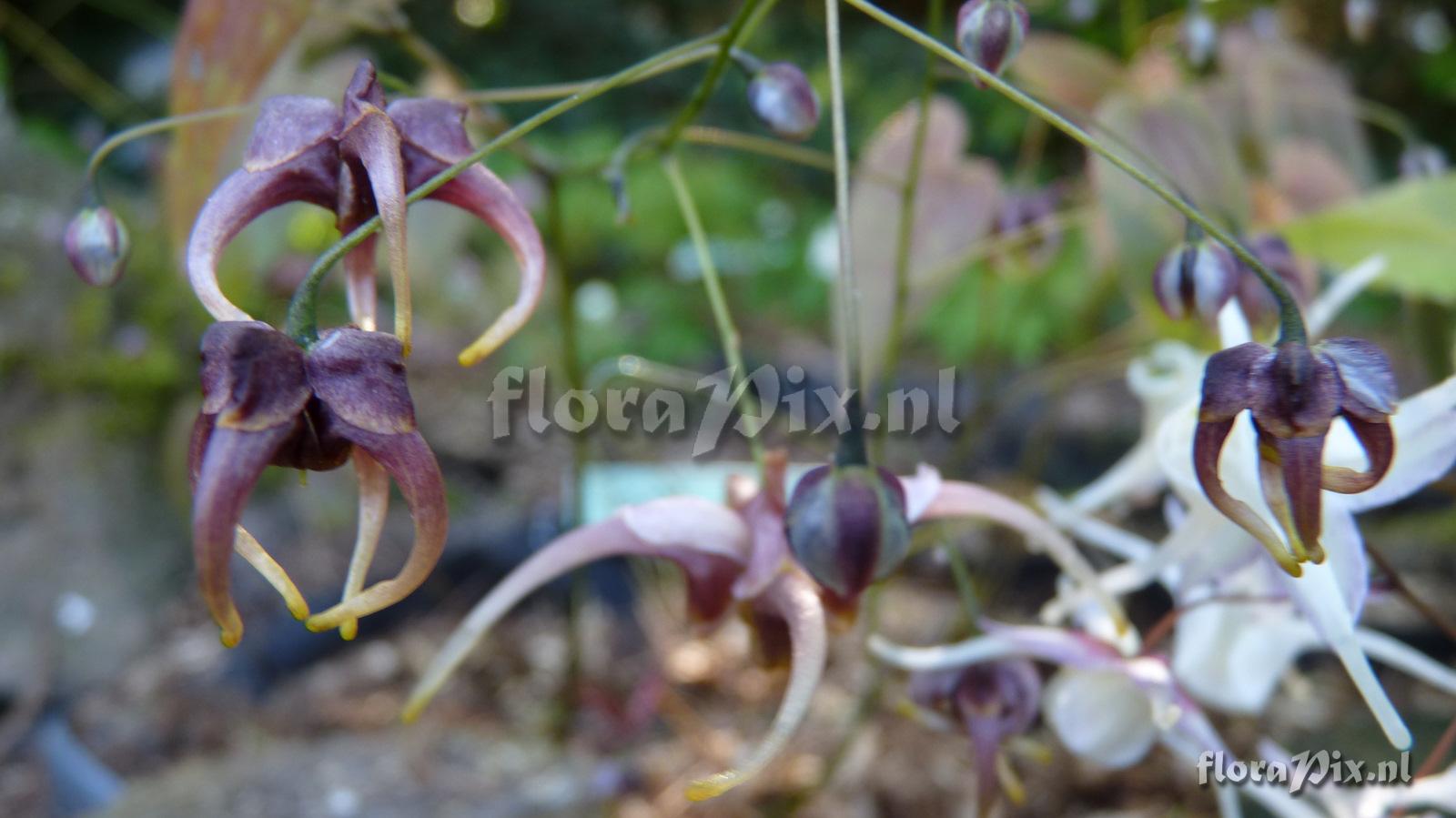 Epimedium wushanense 