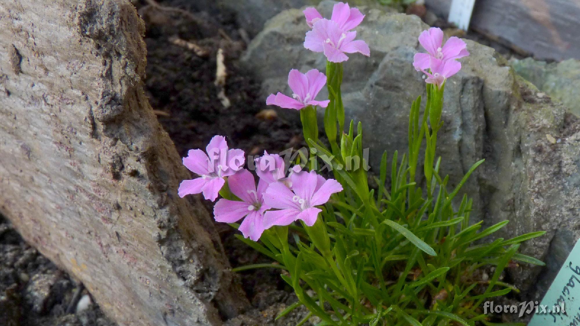 Dianthus glacialis