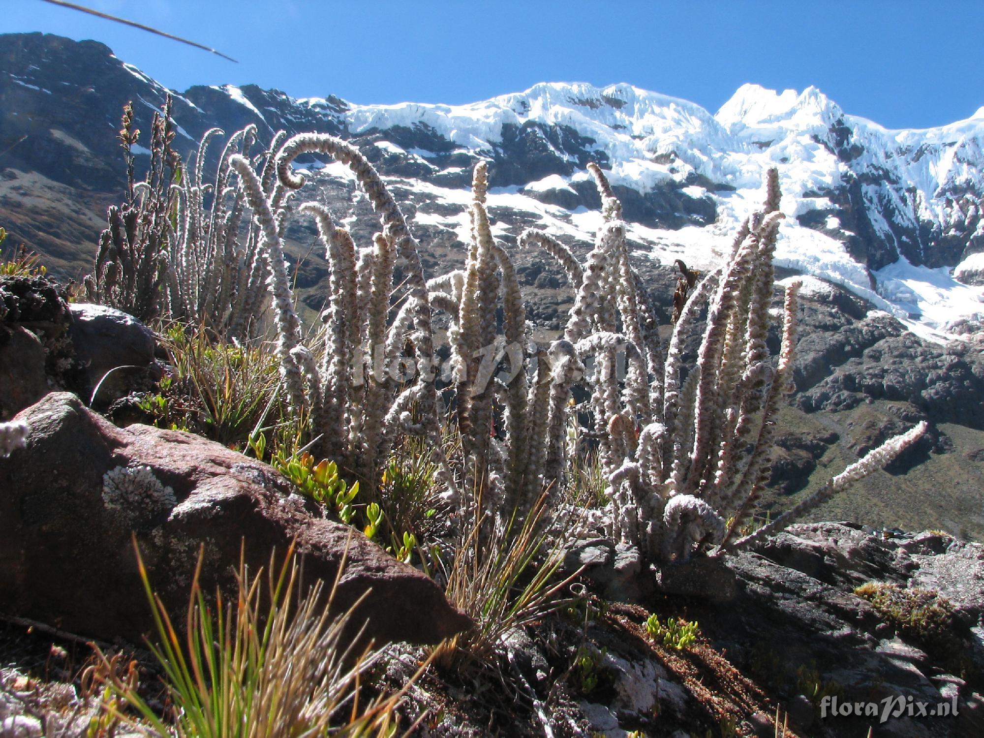 Jamesonia ? , Pteridaceae