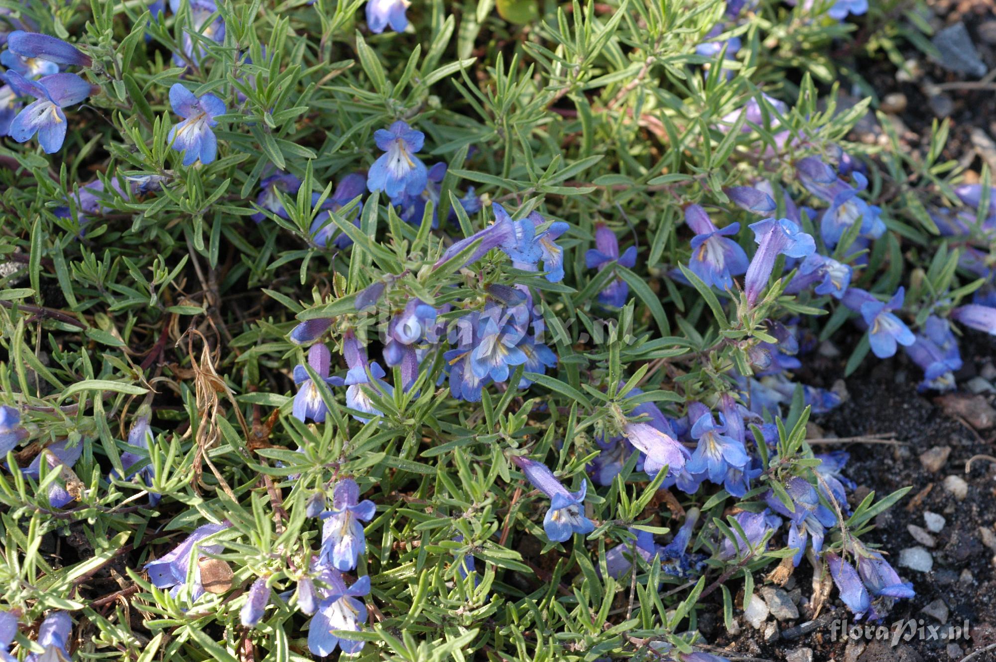 Penstemon crandallii