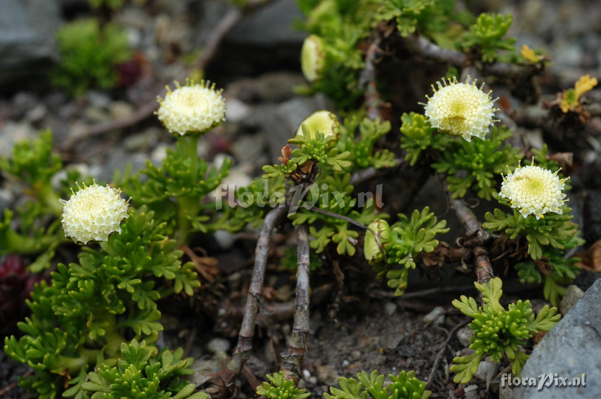 Leptinella pyrethrifolia 