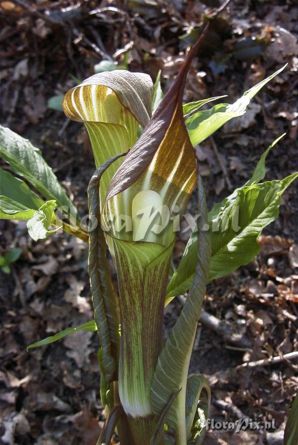 Arisaema angustatum x (Sikokianum x takedae)
