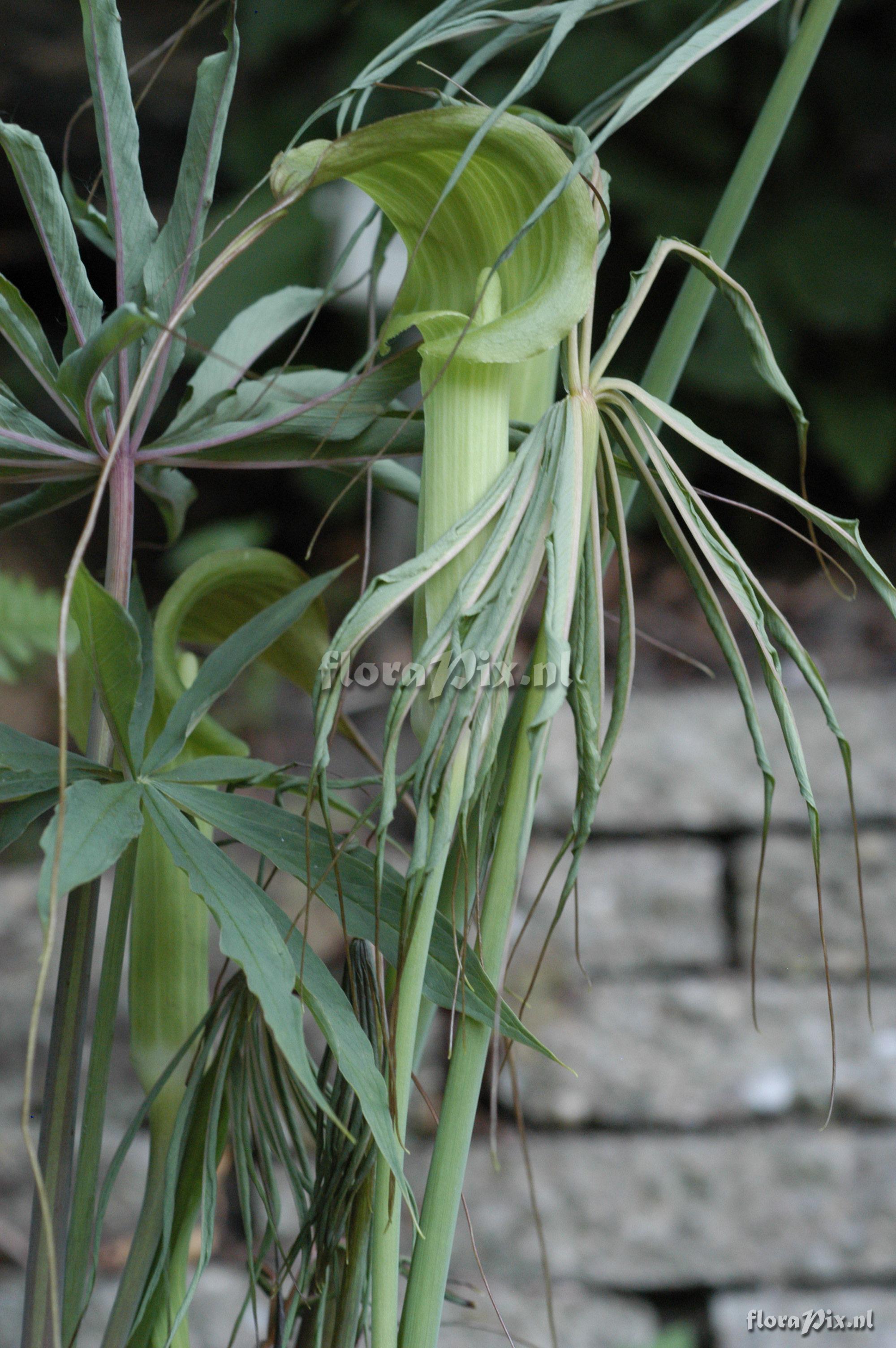 Arisaema consanguineum