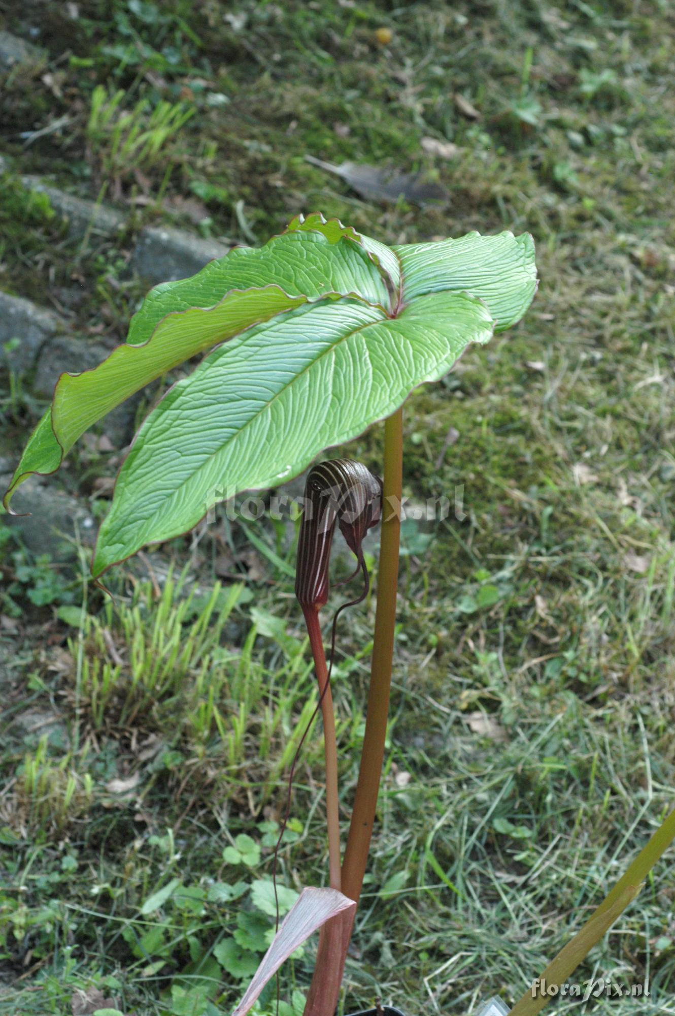 Arisaema costatum