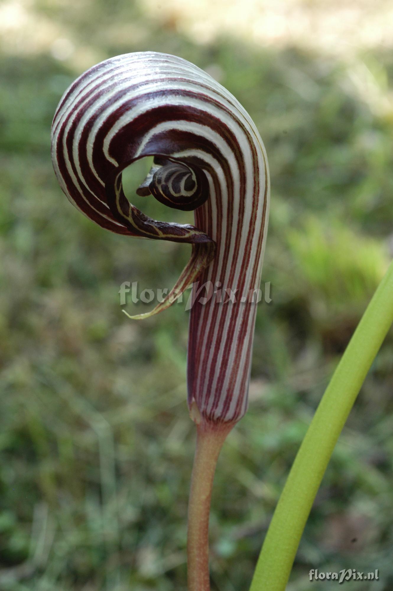 Arisaema franchetianum