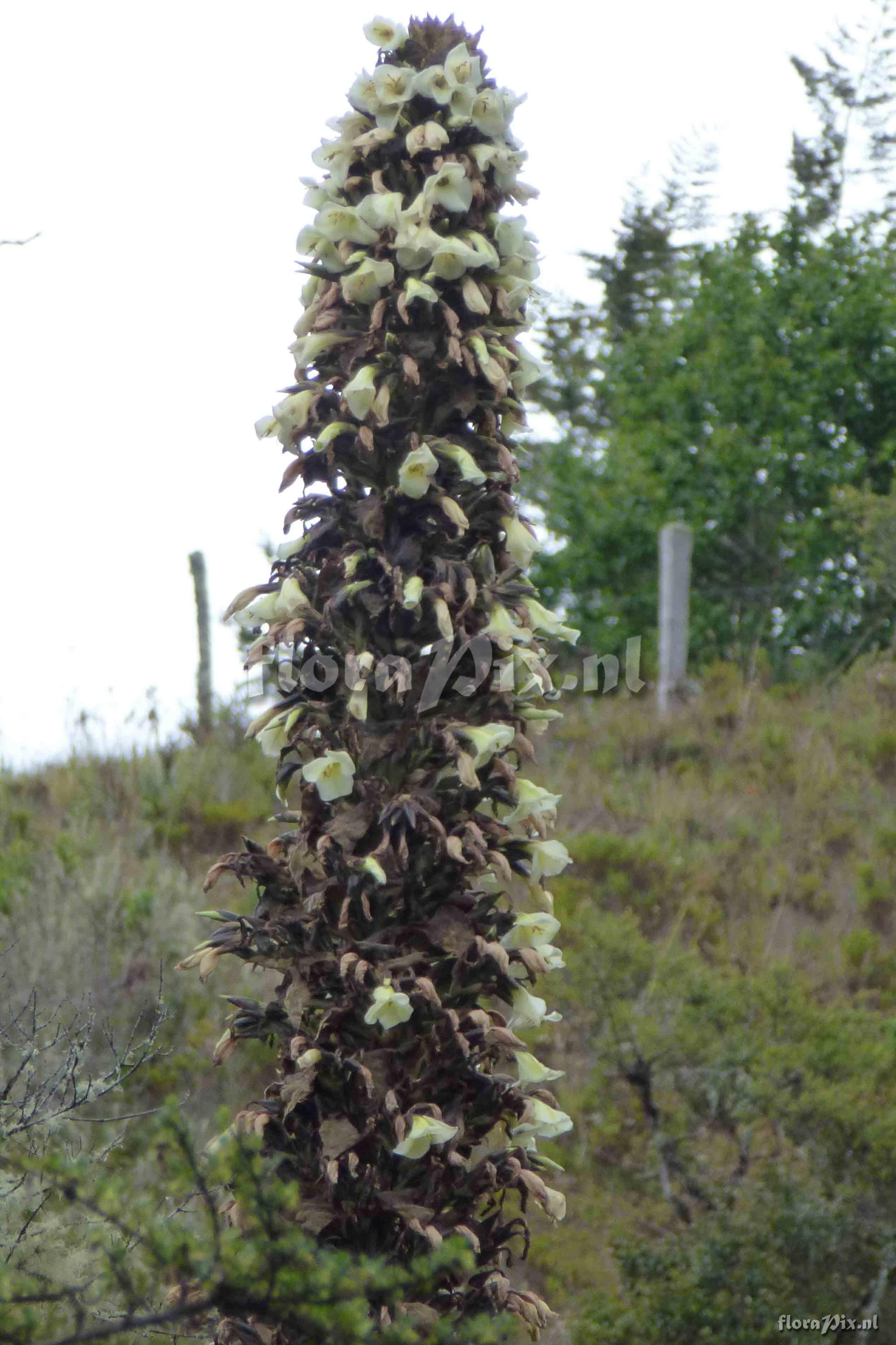 Puya sp