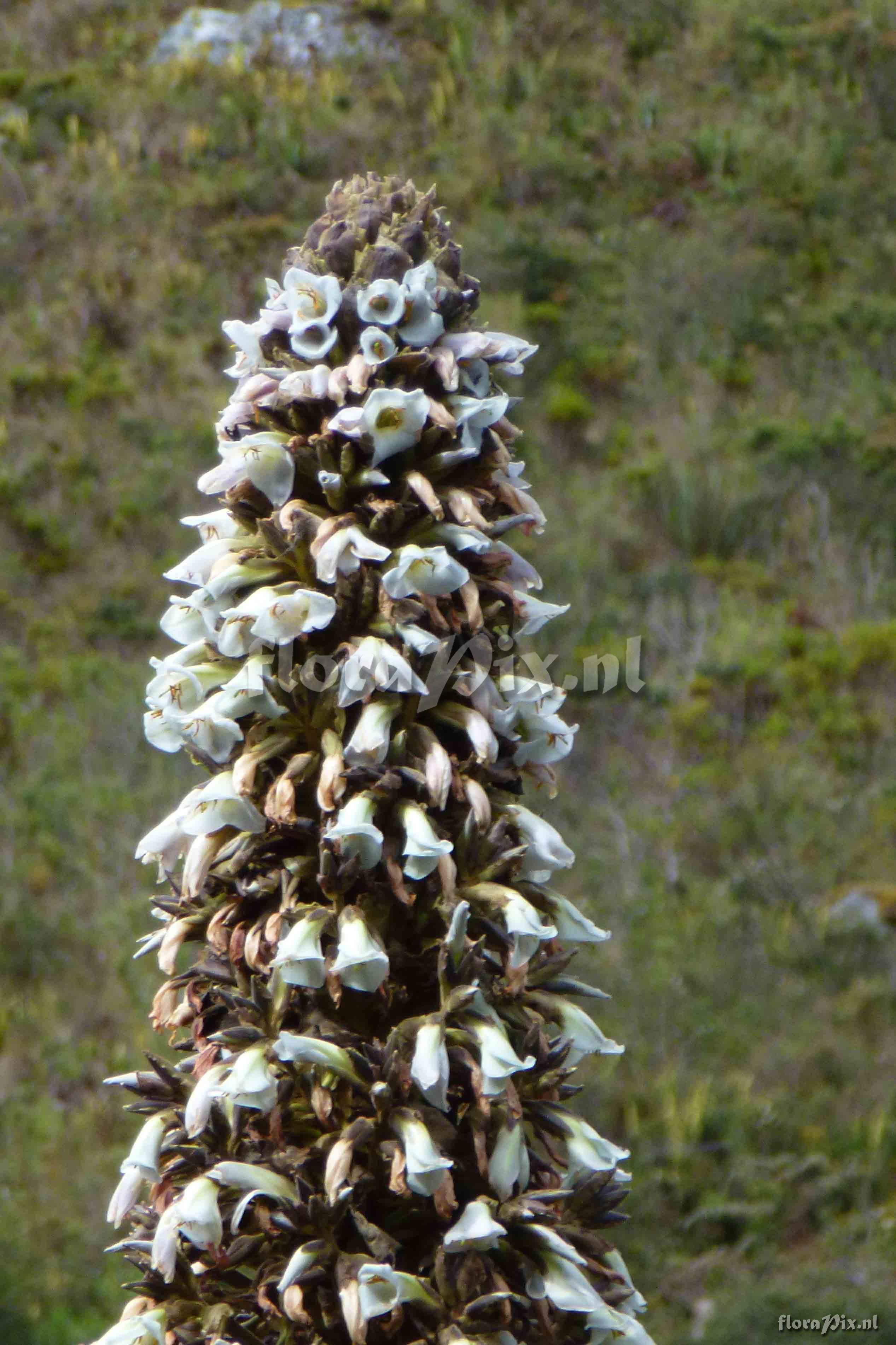 Puya sp