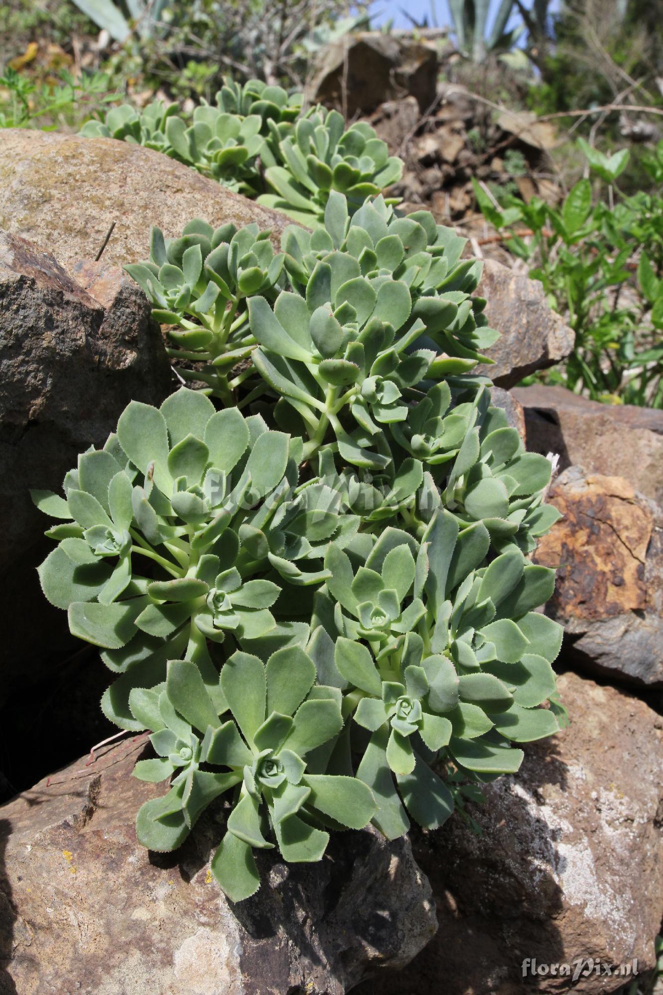 Aeonium castello-paivae