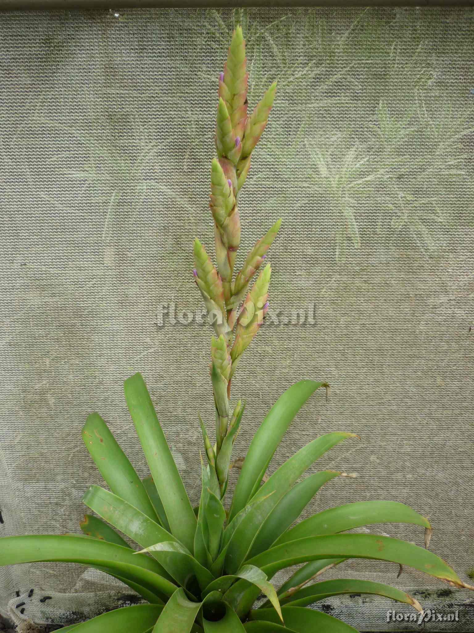 Tillandsia sp