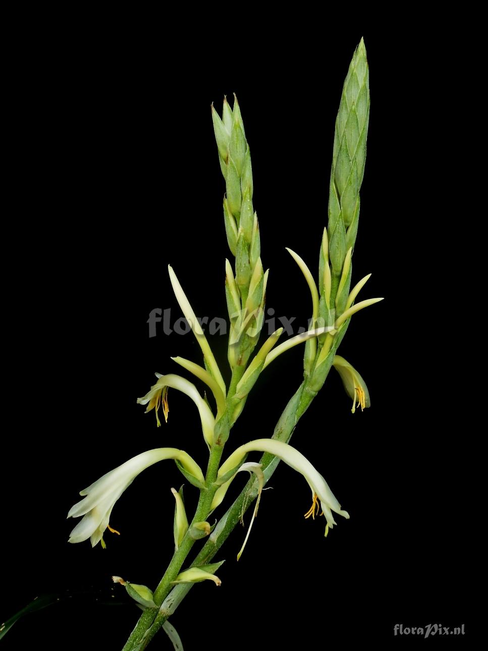 Pitcairnia sp