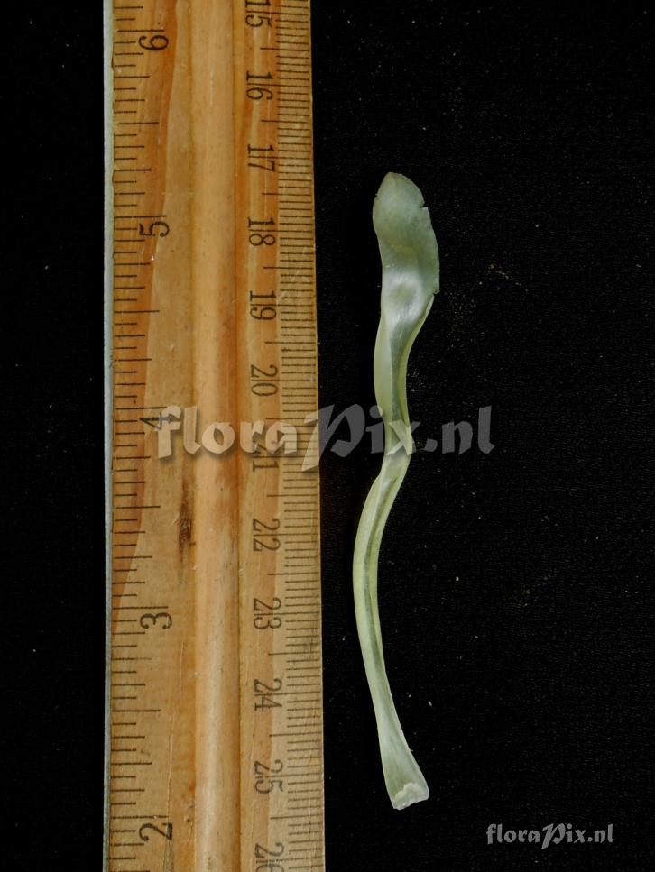 Pitcairnia sp
