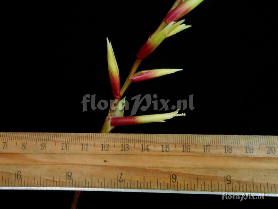 Vriesea sp