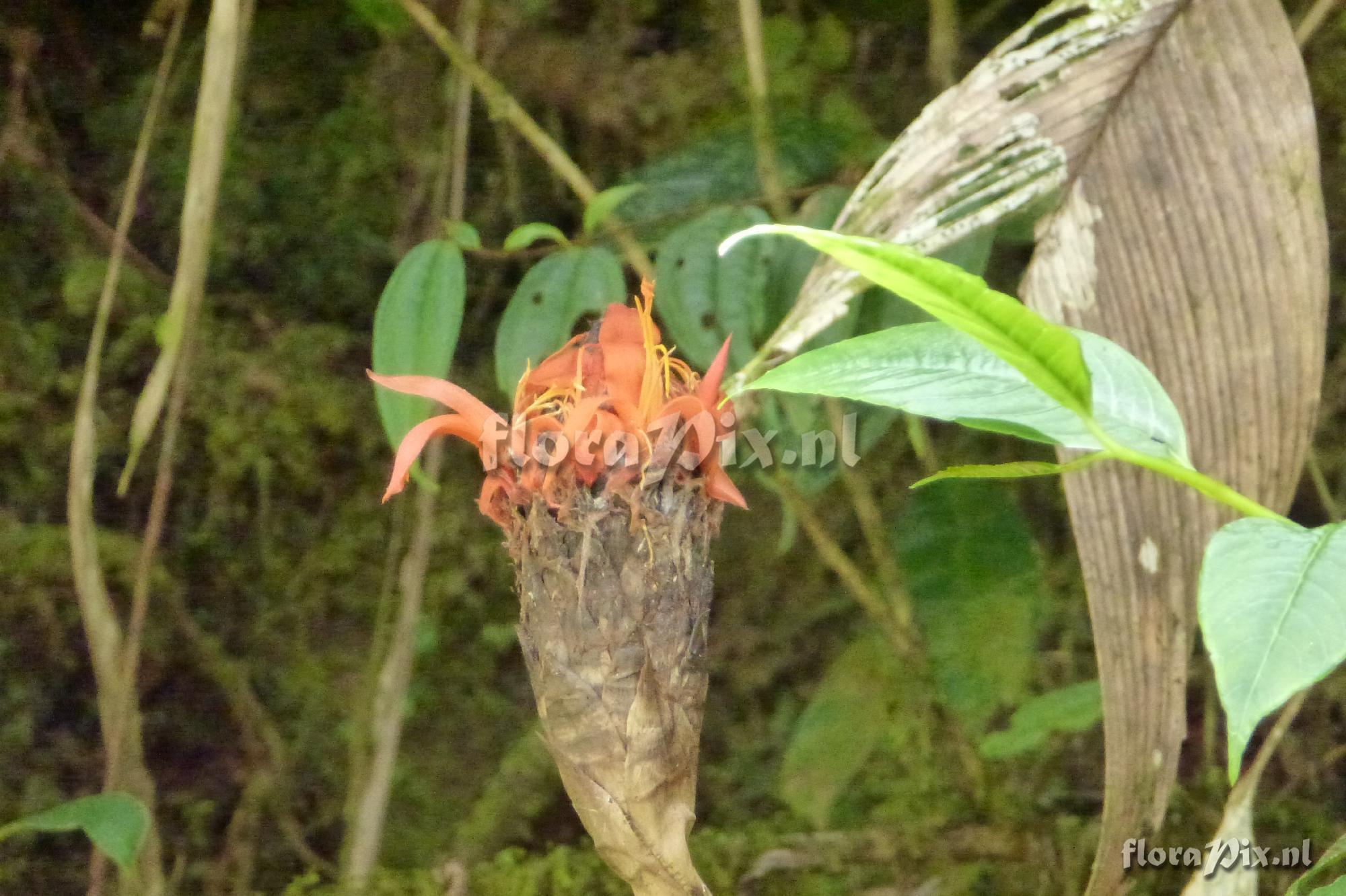 Pitcairnia sp