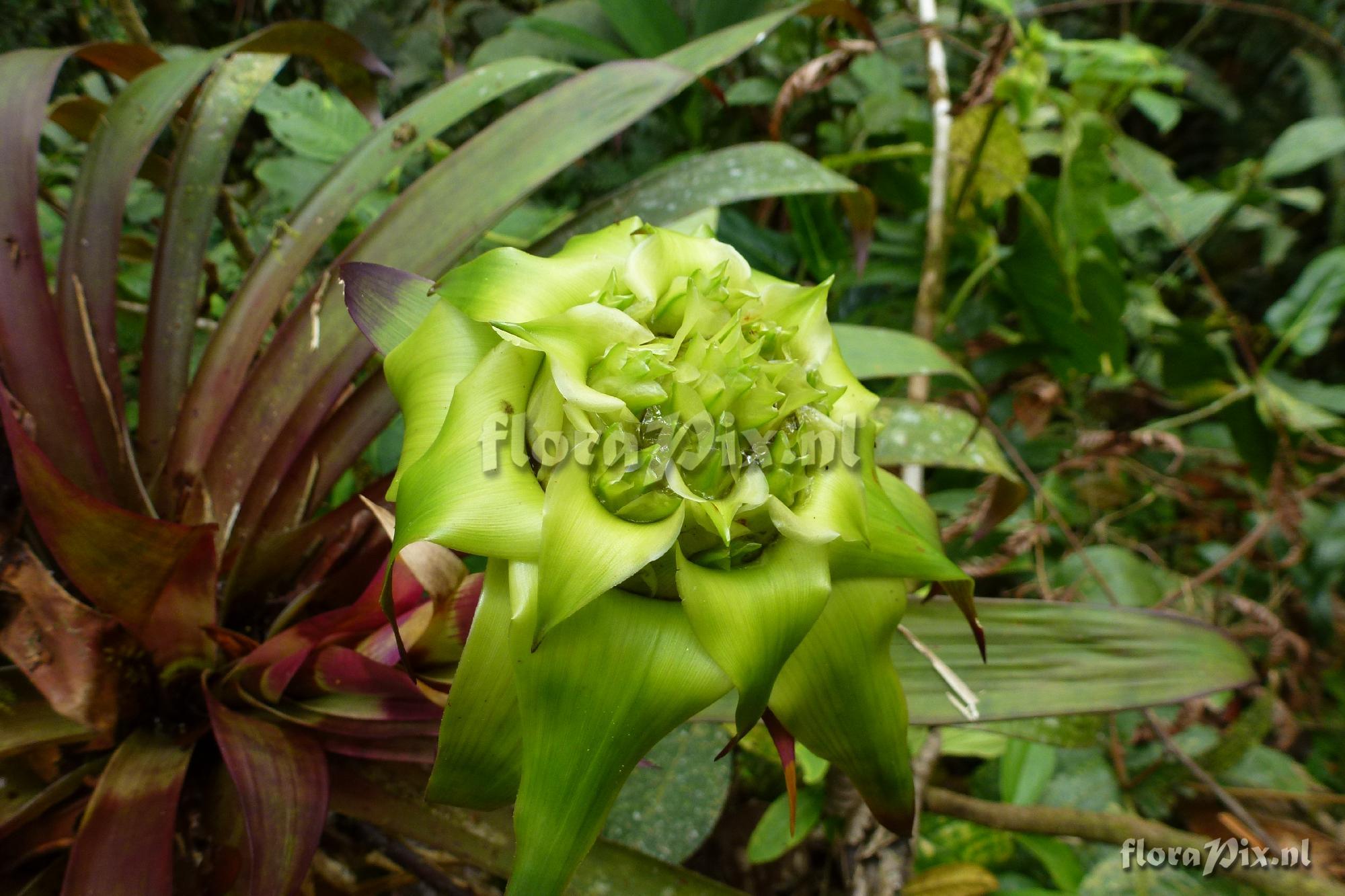 Guzmania sp