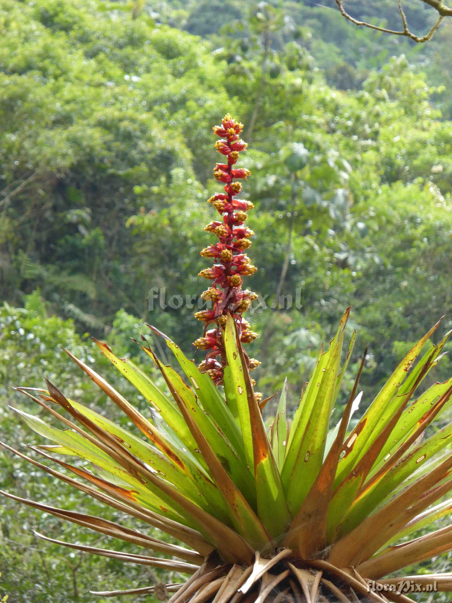 Mezobromelia sp