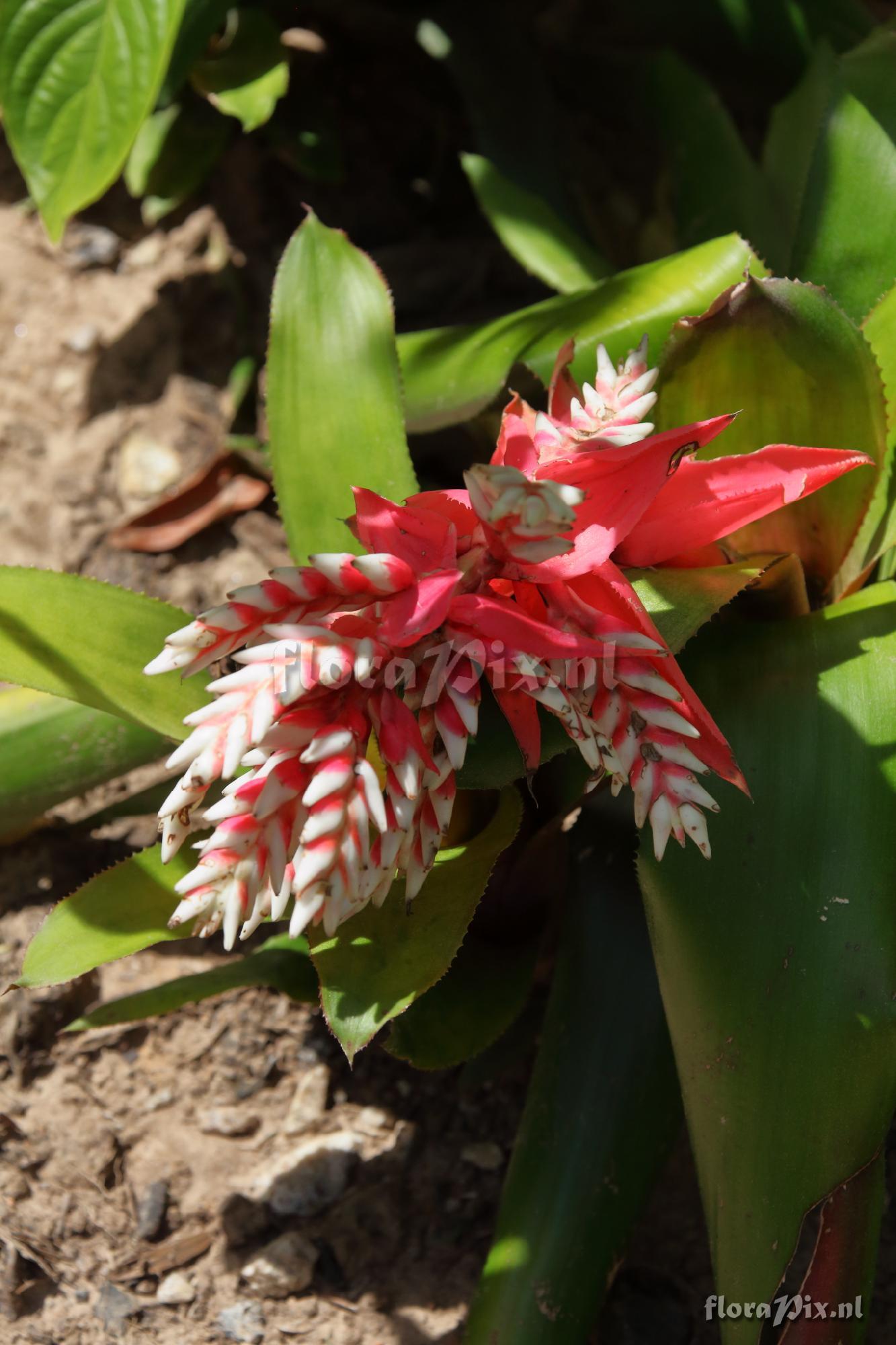 Aechmea retusa