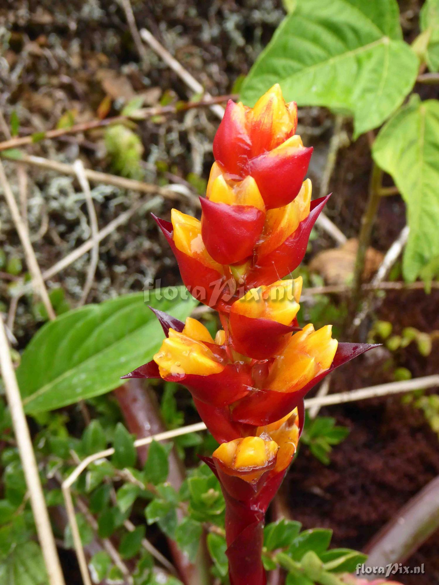 Guzmania sp