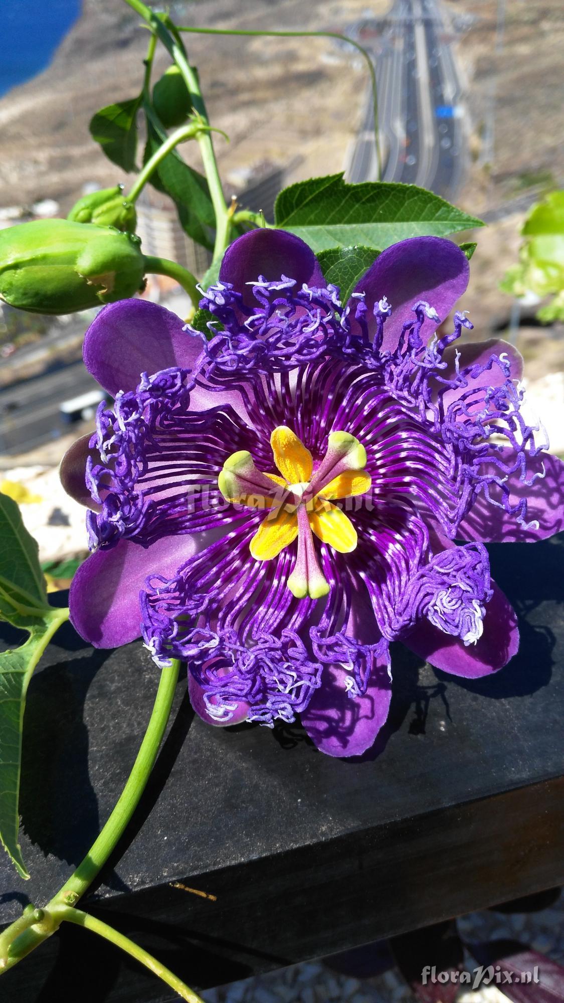 Passiflora cincinnata? 