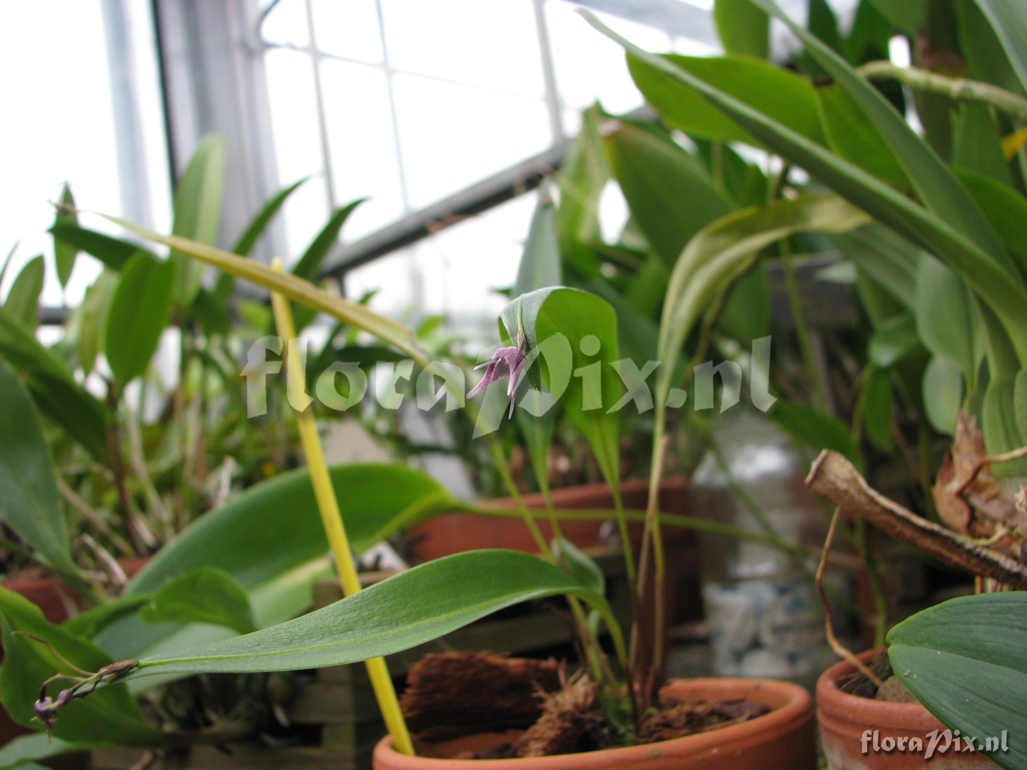 Colombianii scoparum