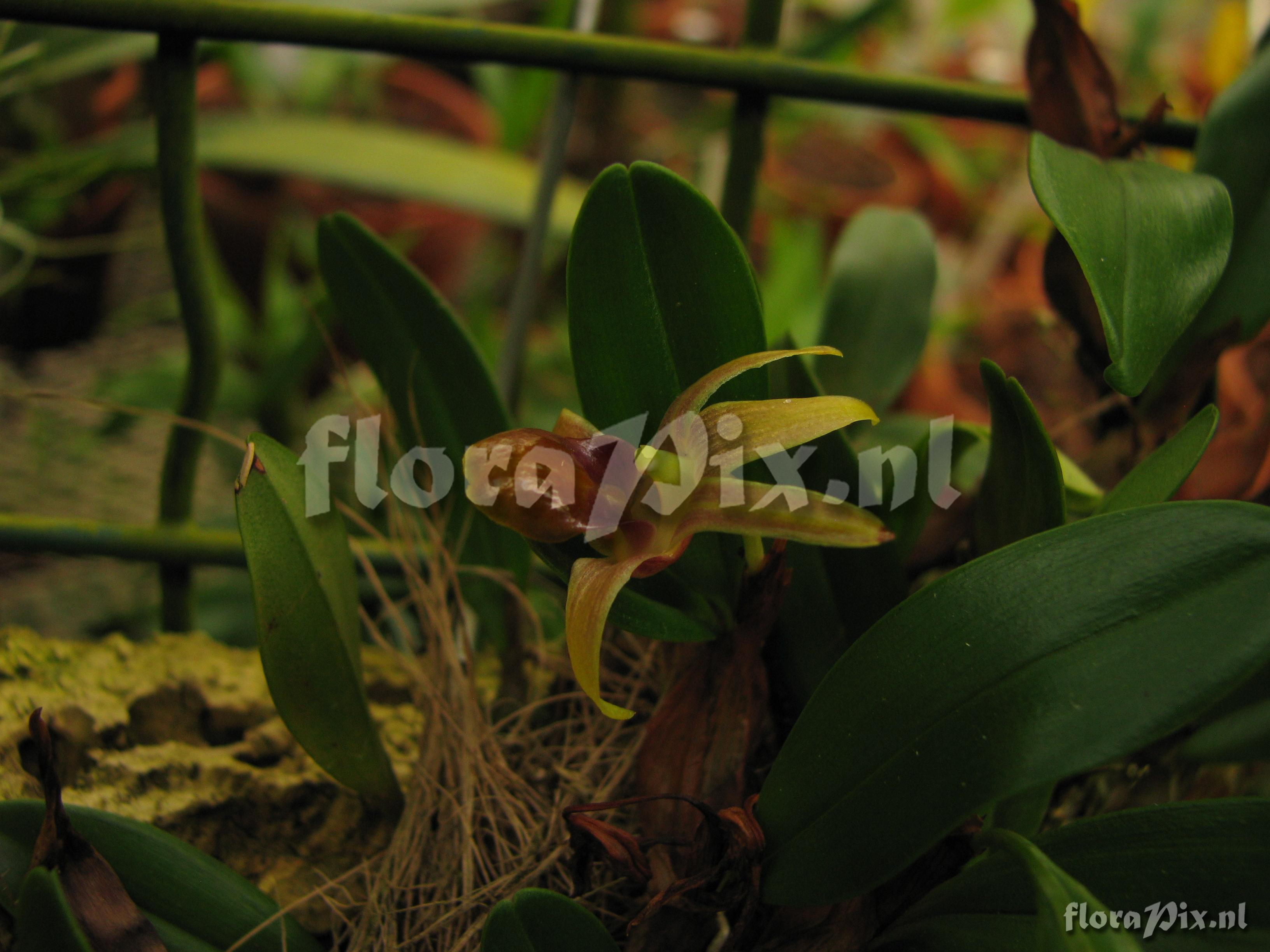 Dendrobium nakaharaei